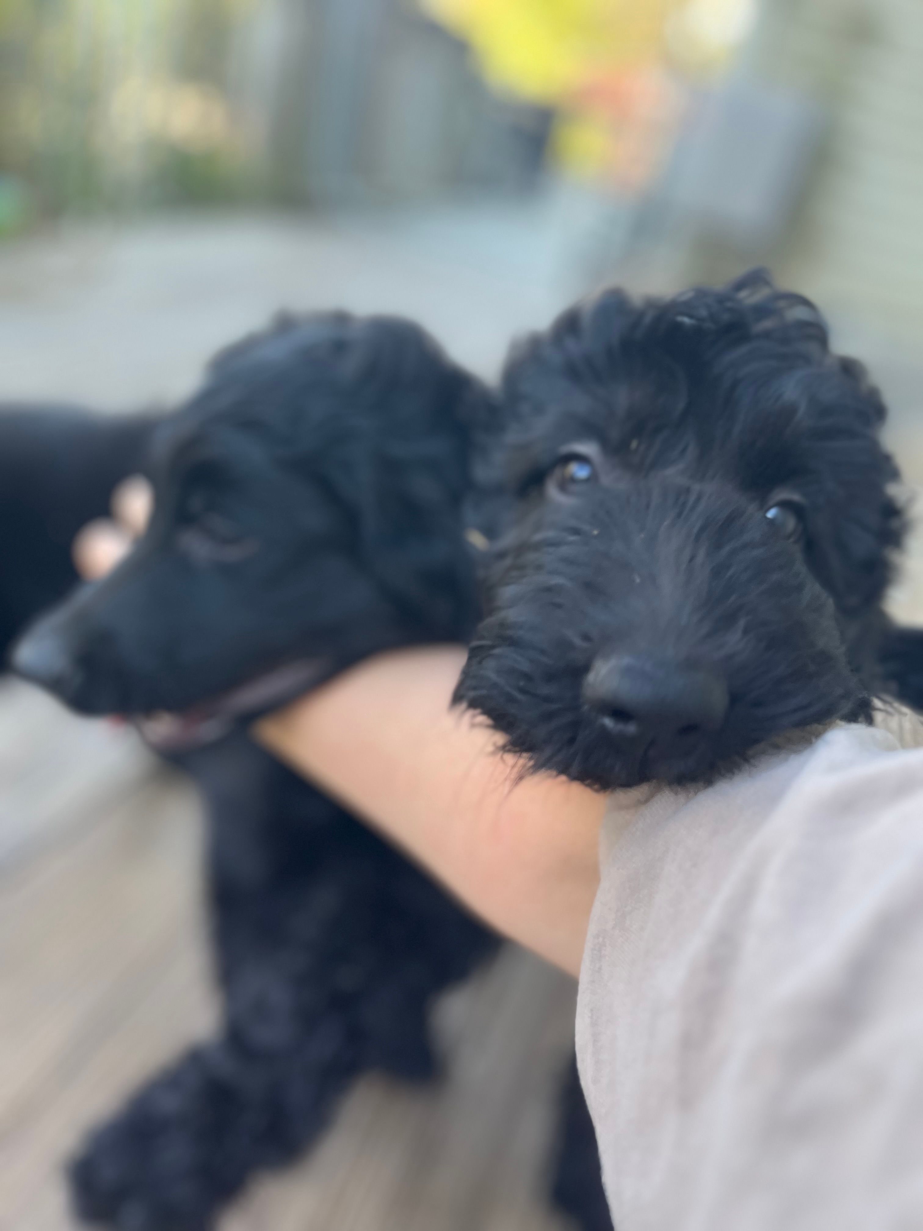 Scarlet – Goldendoodle puppy for sale in West Haven, CT