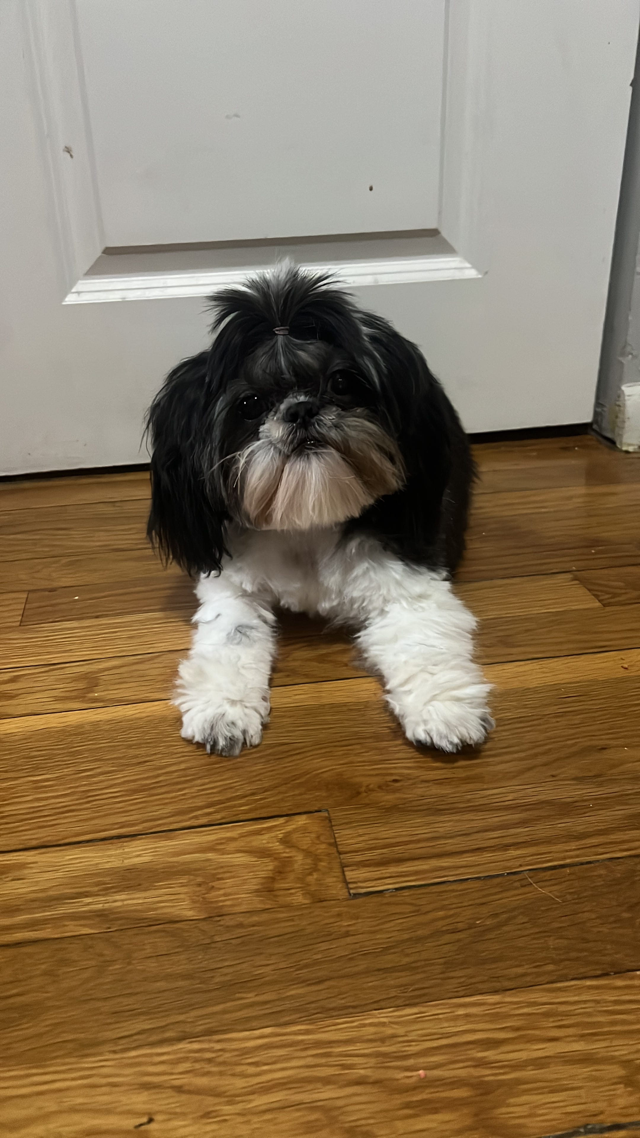 Princesa – Shih Tzu puppy for sale in Waterbury, CT