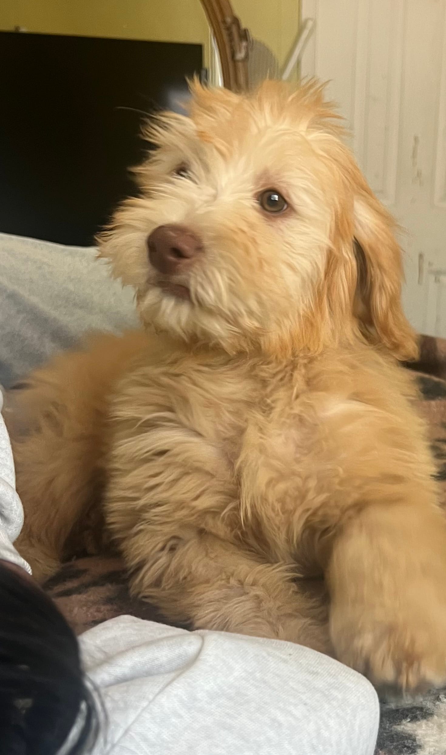Bear – Soft Coated Wheaten Terrier, Poodle - Miniature  puppy for sale in Pinon Hills, CA