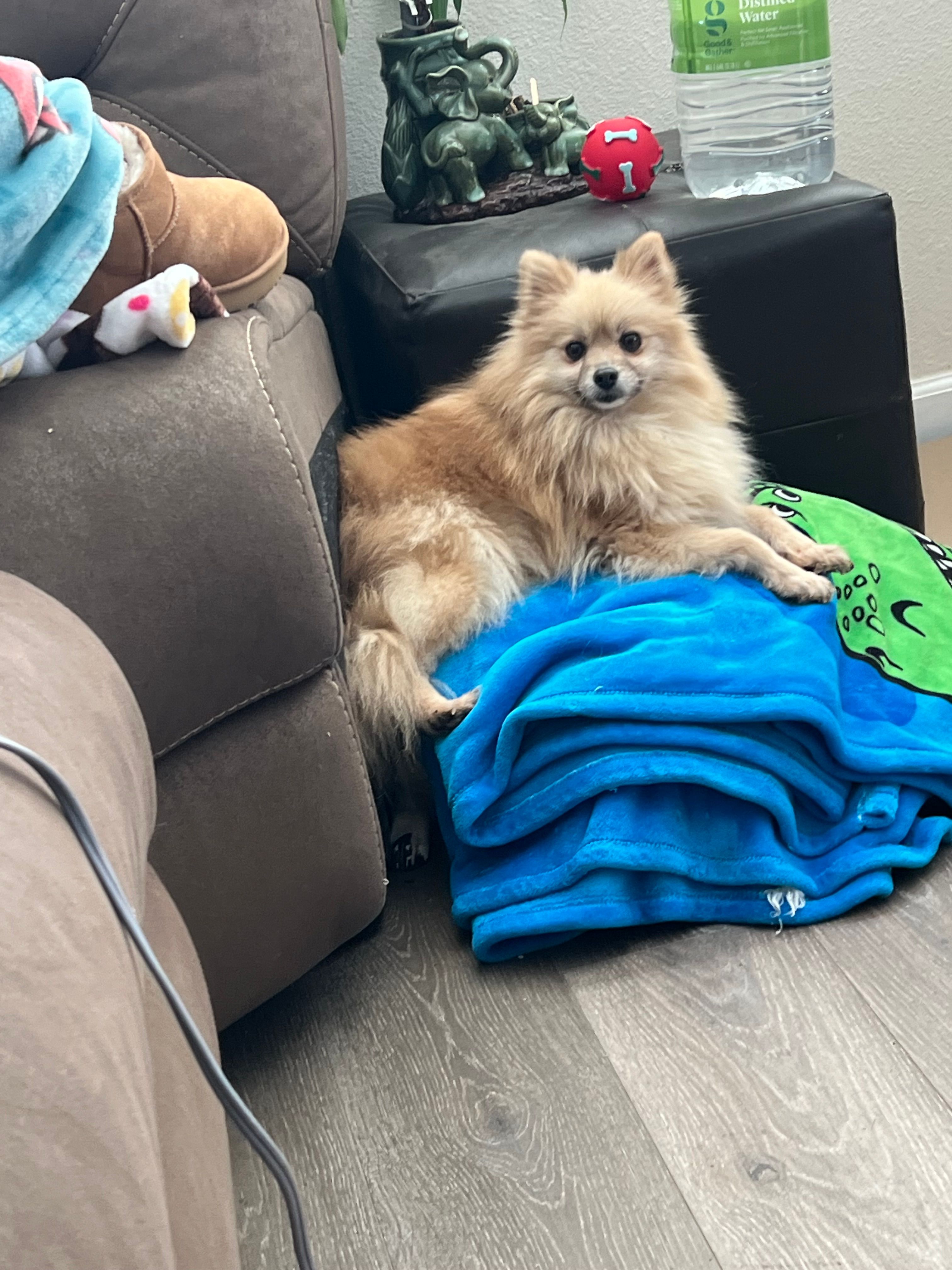 Shimmer – Pomeranian puppy for sale in Pinon Hills, CA