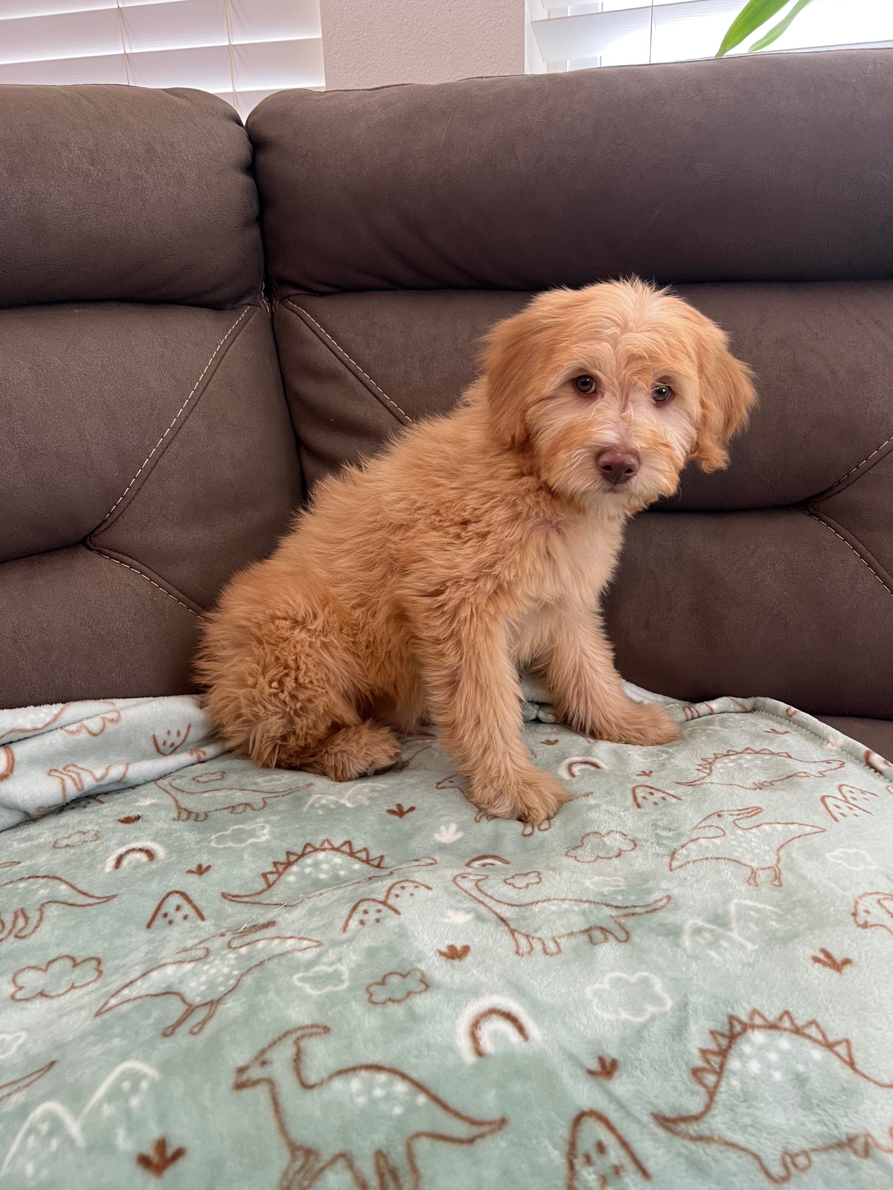 Bear – Soft Coated Wheaten Terrier, Poodle - Miniature  puppy for sale in Pinon Hills, CA