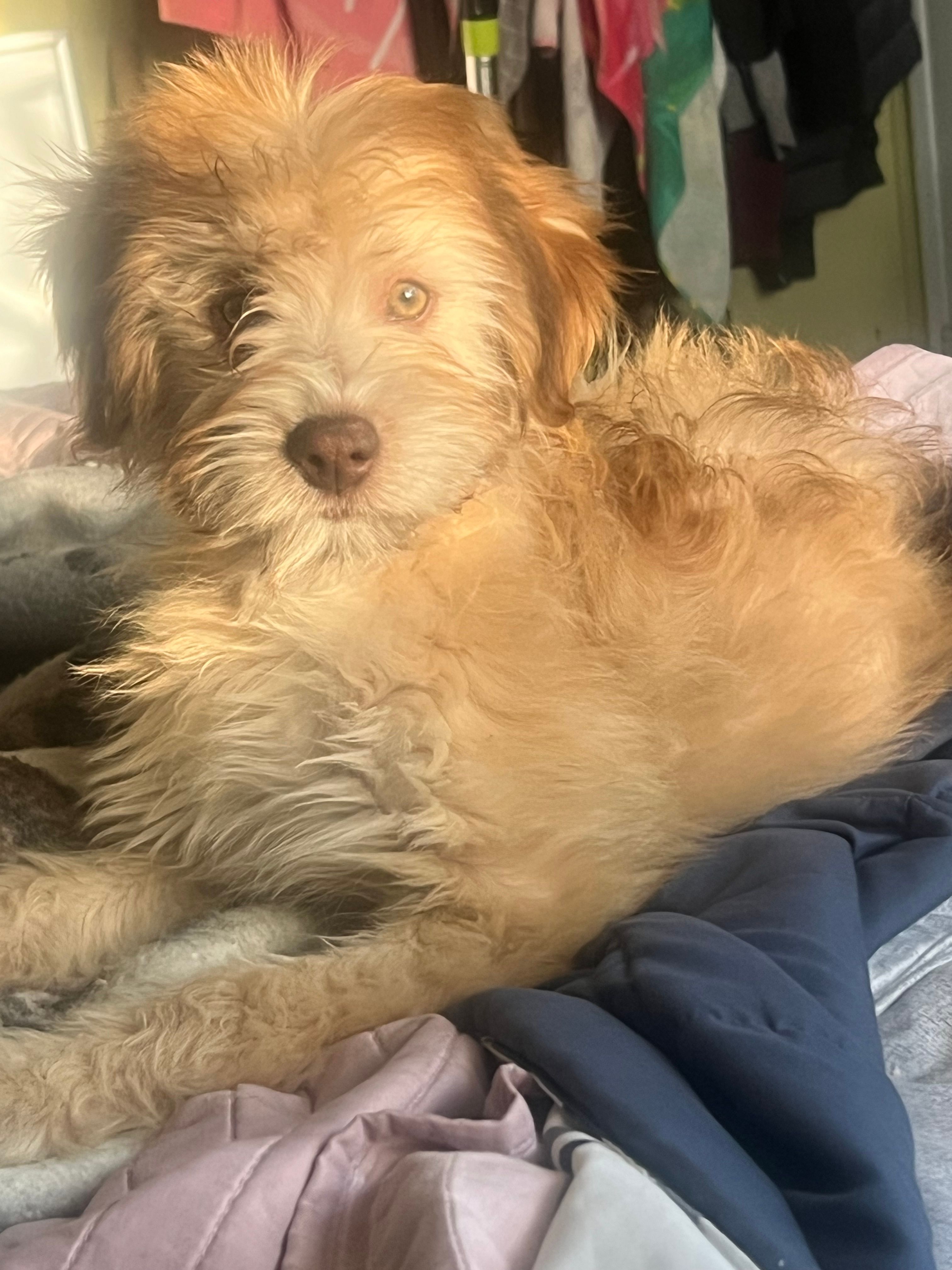 Elsa  – Soft Coated Wheaten Terrier, Poodle - Miniature  puppy for sale in Pinon Hills, CA