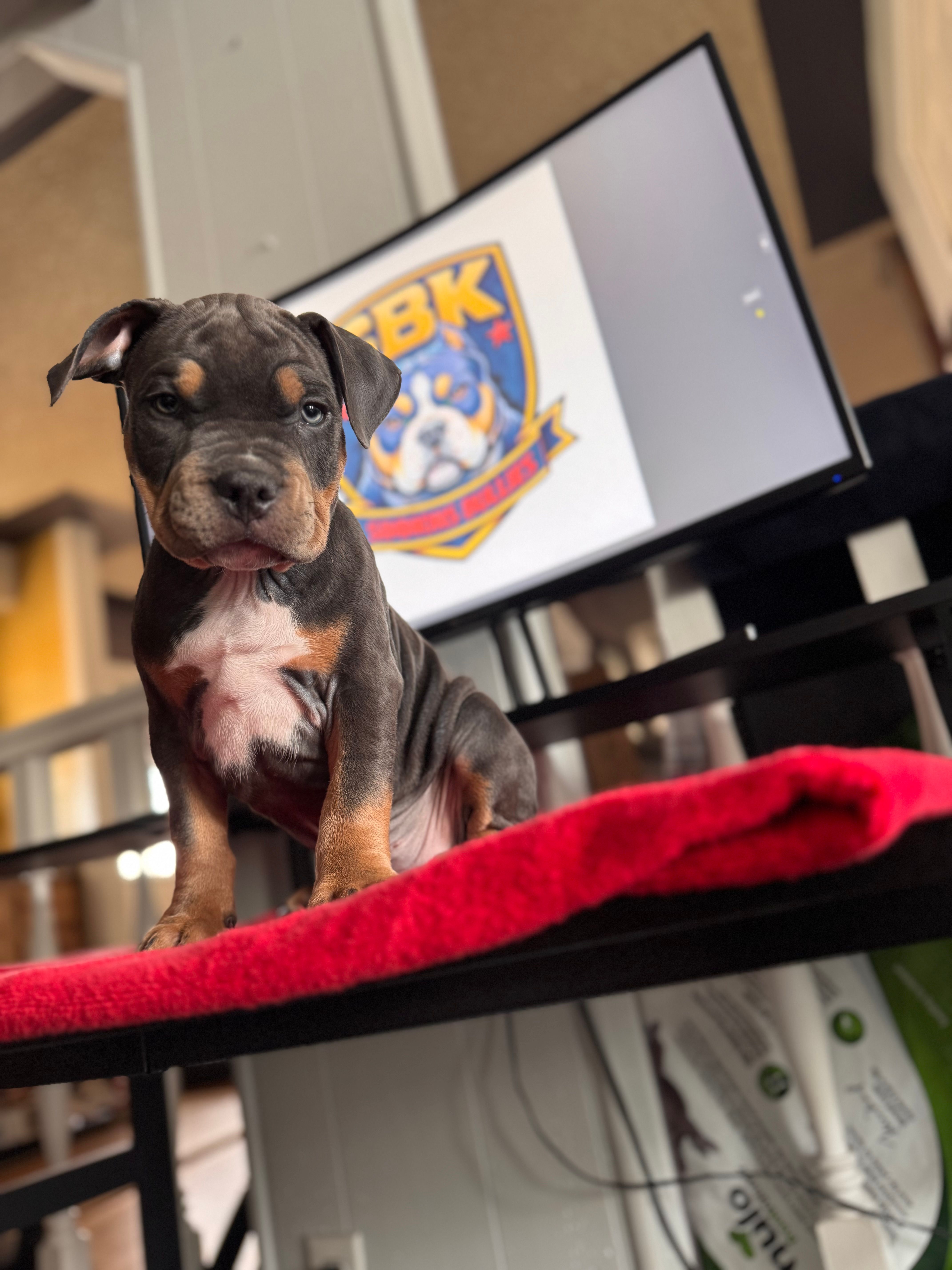 Trooper – American Bully puppy for sale in Denver, CO