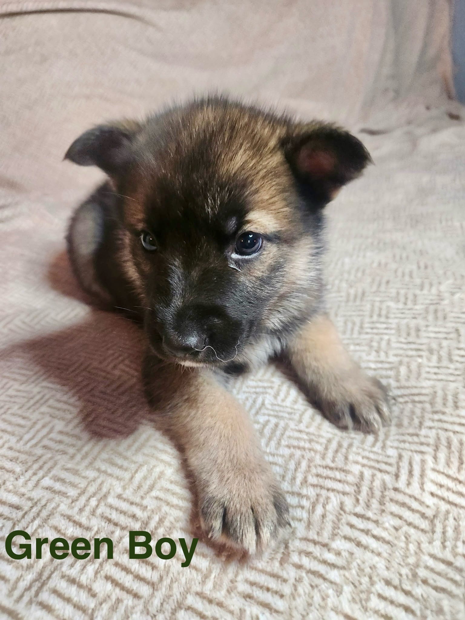 Green Boy – German Shepherd Dog, Siberian Husky puppy for sale in Holton, MI