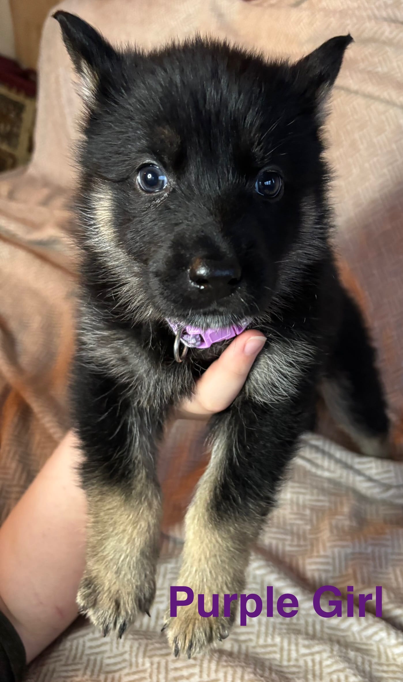 Purple Girl – German Shepherd Dog, Siberian Husky puppy for sale in Holton, MI