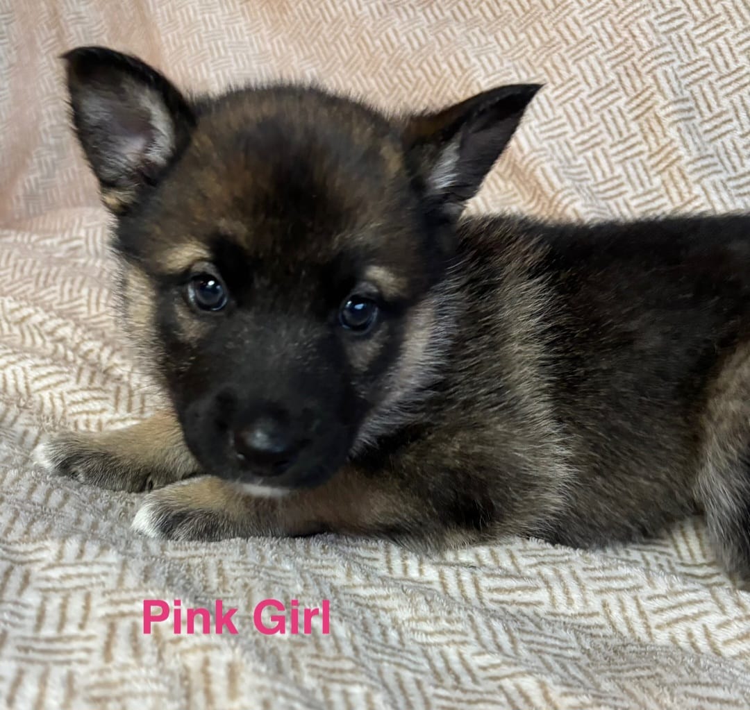 Pink Girl – German Shepherd Dog, Siberian Husky puppy for sale in Holton, MI