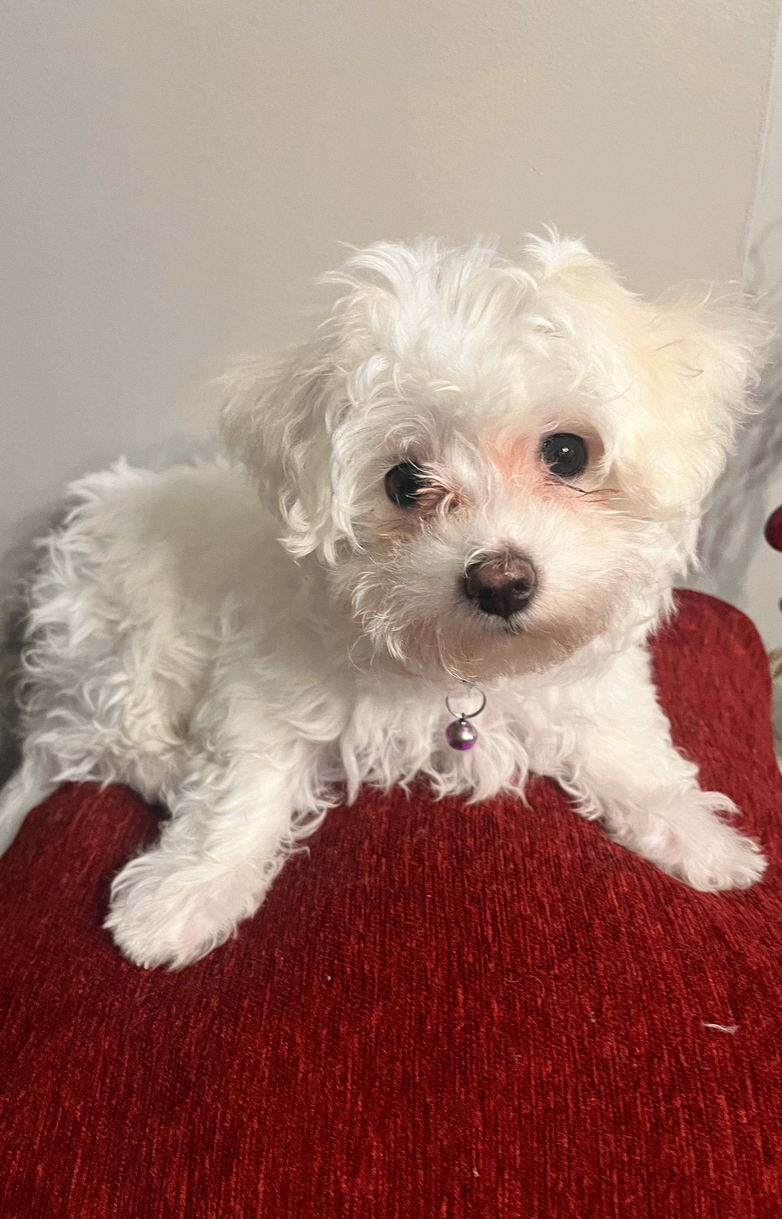 Winter  – Bichon Frise, Maltese puppy for sale in Memphis, TN