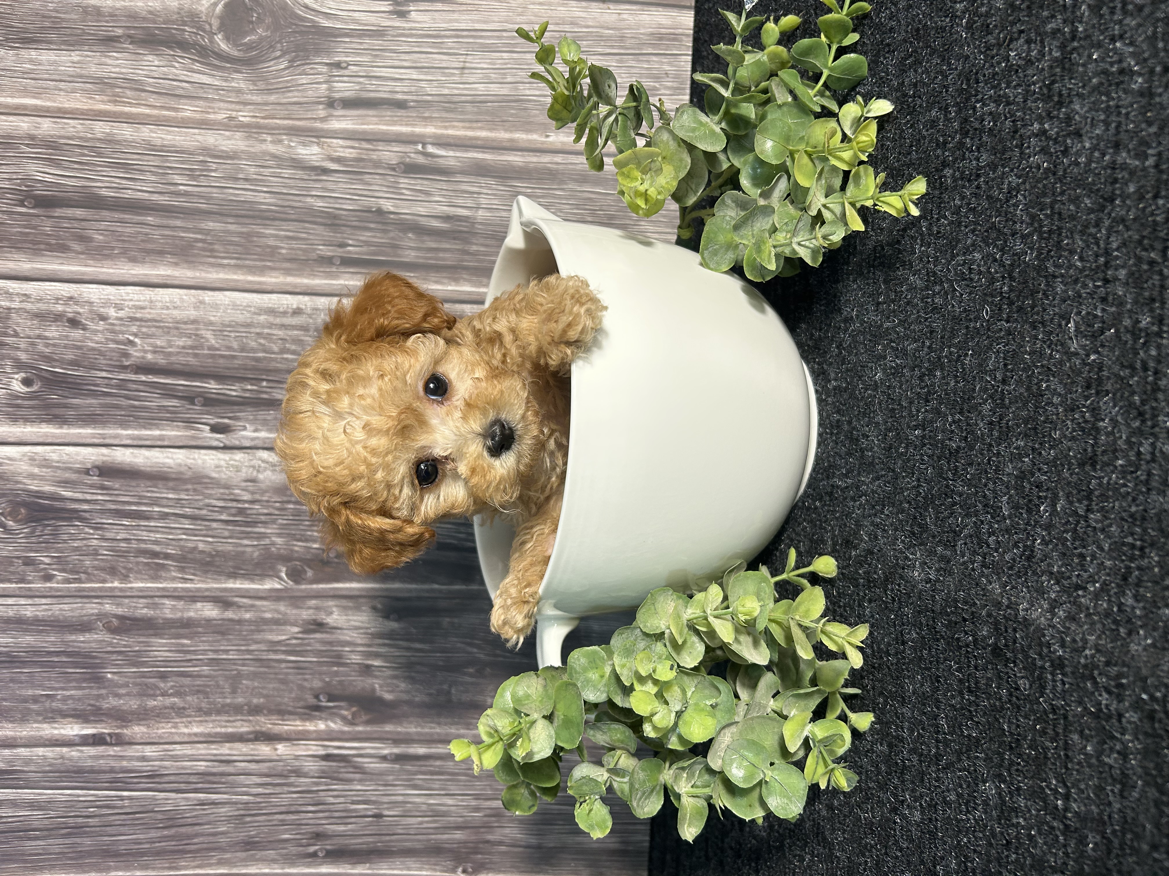 AKC Arlo  – Poodle - Toy  puppy for sale in Bonne Terre, MO