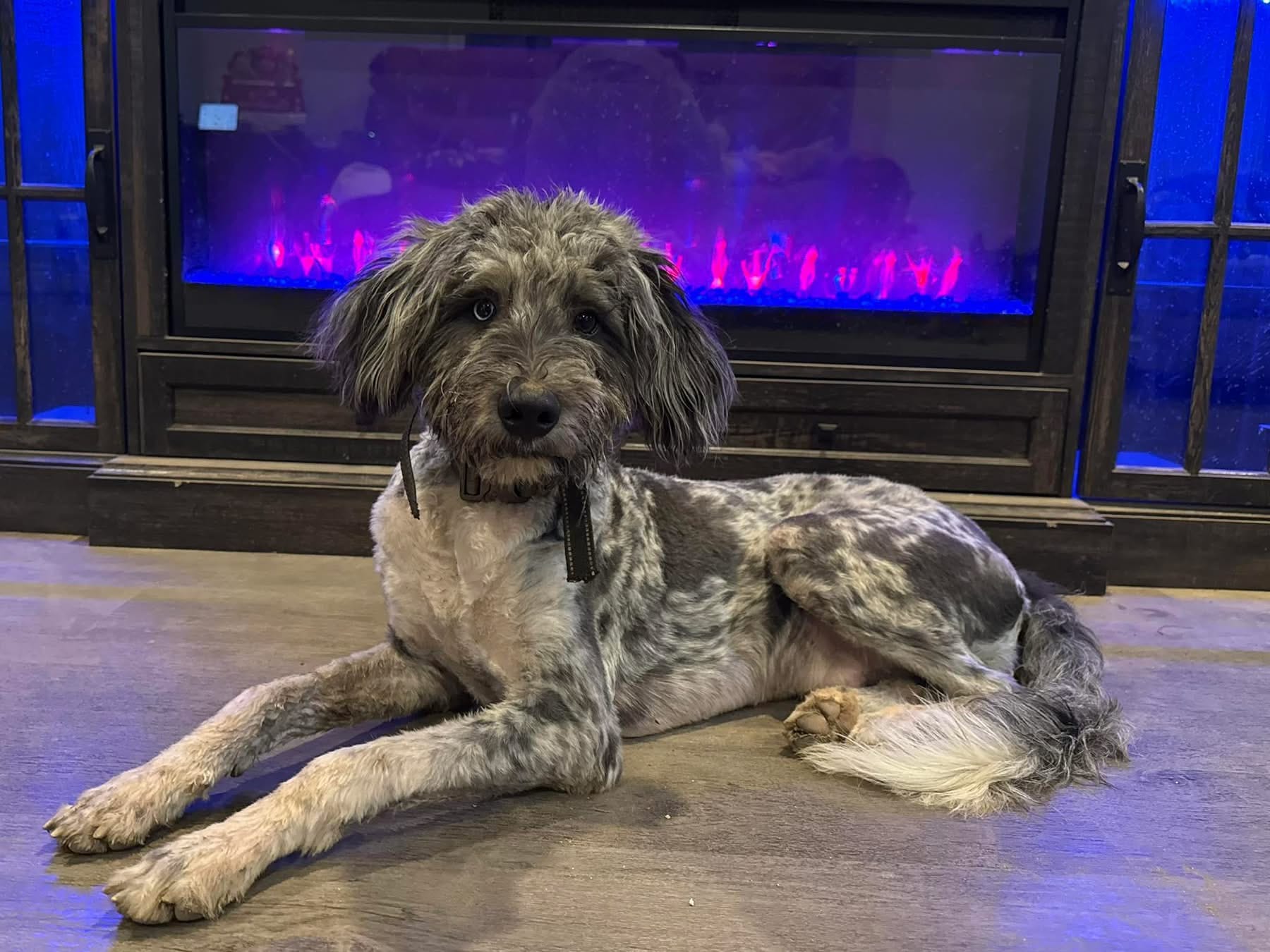 Echo – Border Collie, Poodle - Standard  puppy for sale in Benton, MO