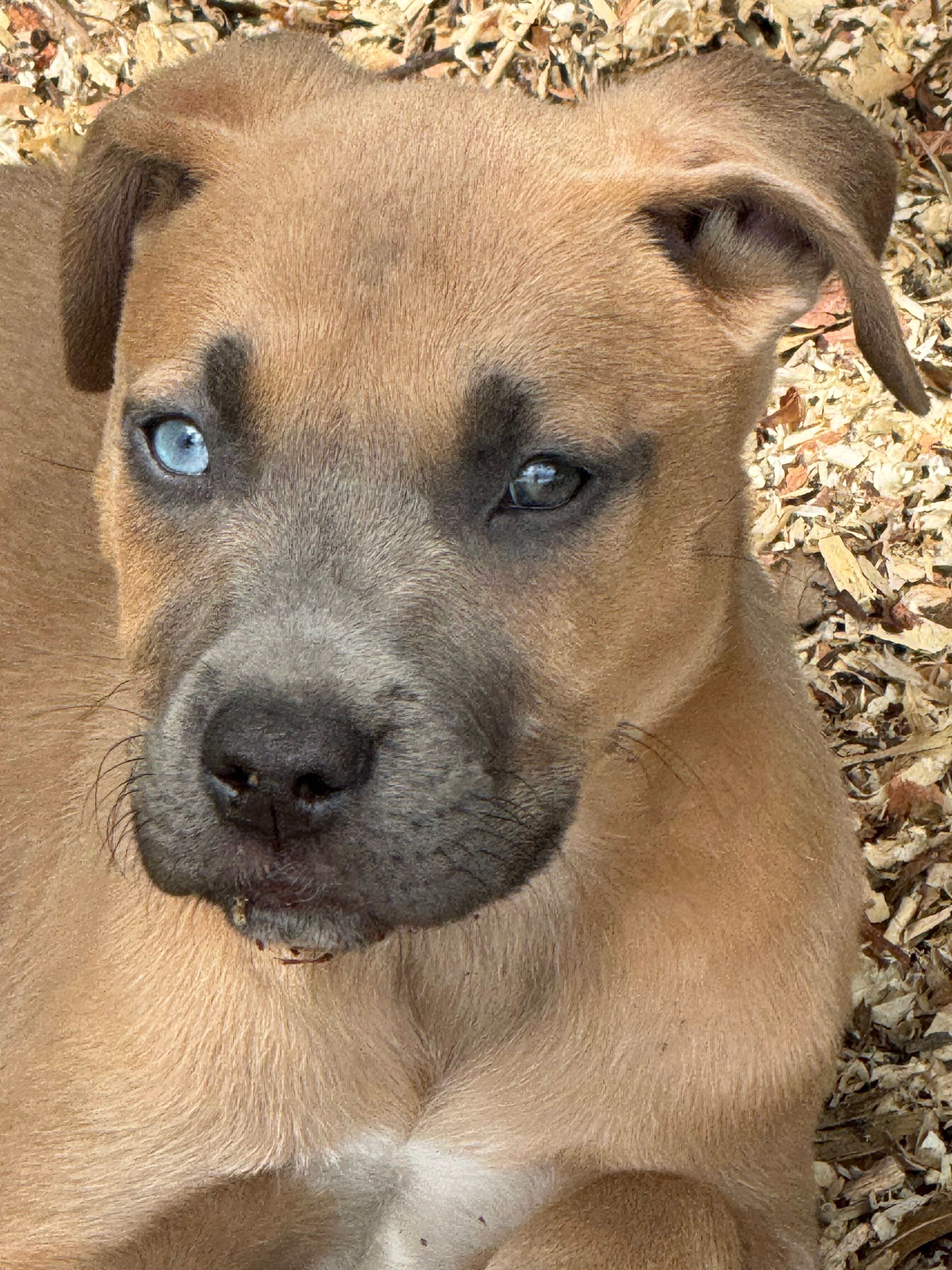 Max – American Bully, Dutch Shepherd puppy for sale in Tampa, FL