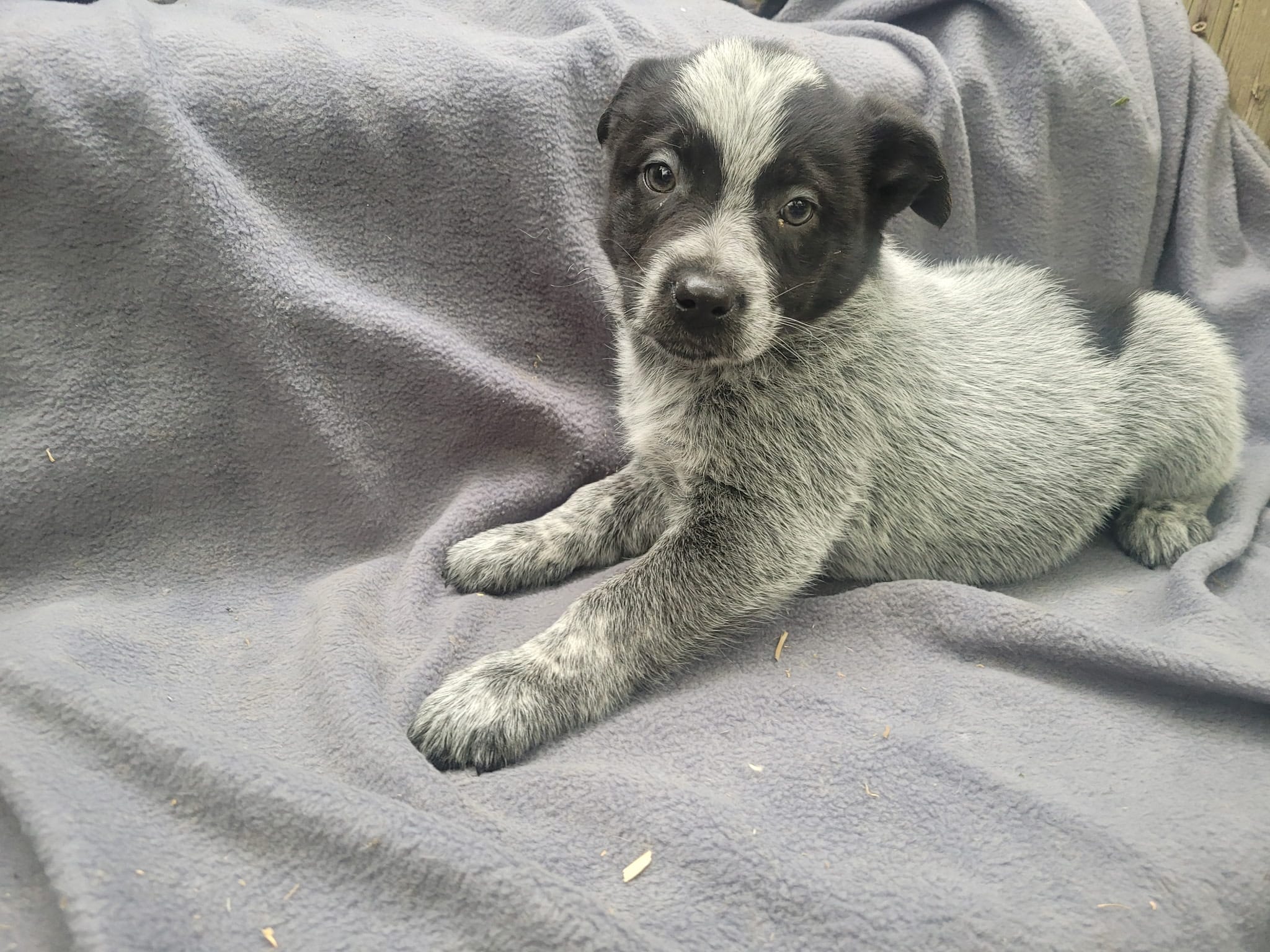 Stacy – Australian Cattle Dog puppy for sale in Westland, MI