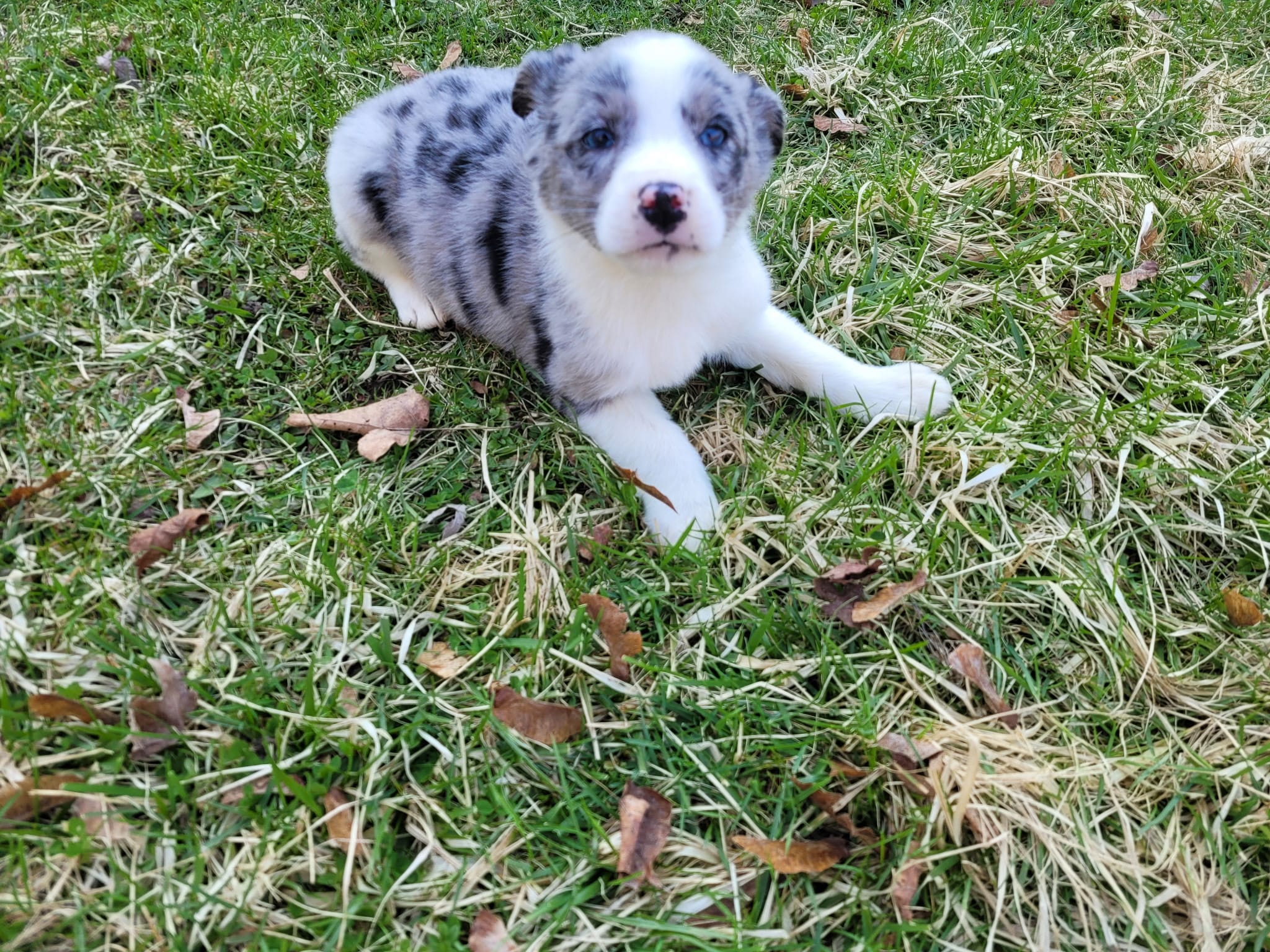 Jack  – Australian Shepherd puppy for sale in Westland, MI