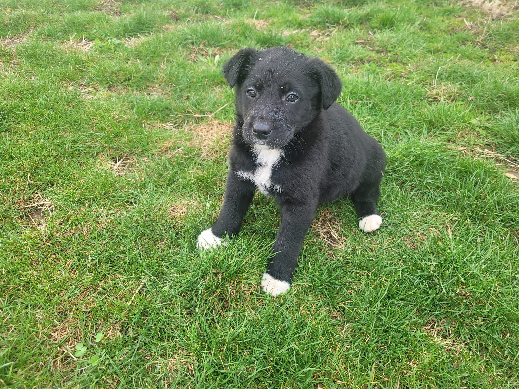 Black  – Australian Shepherd puppy for sale in Westland, MI