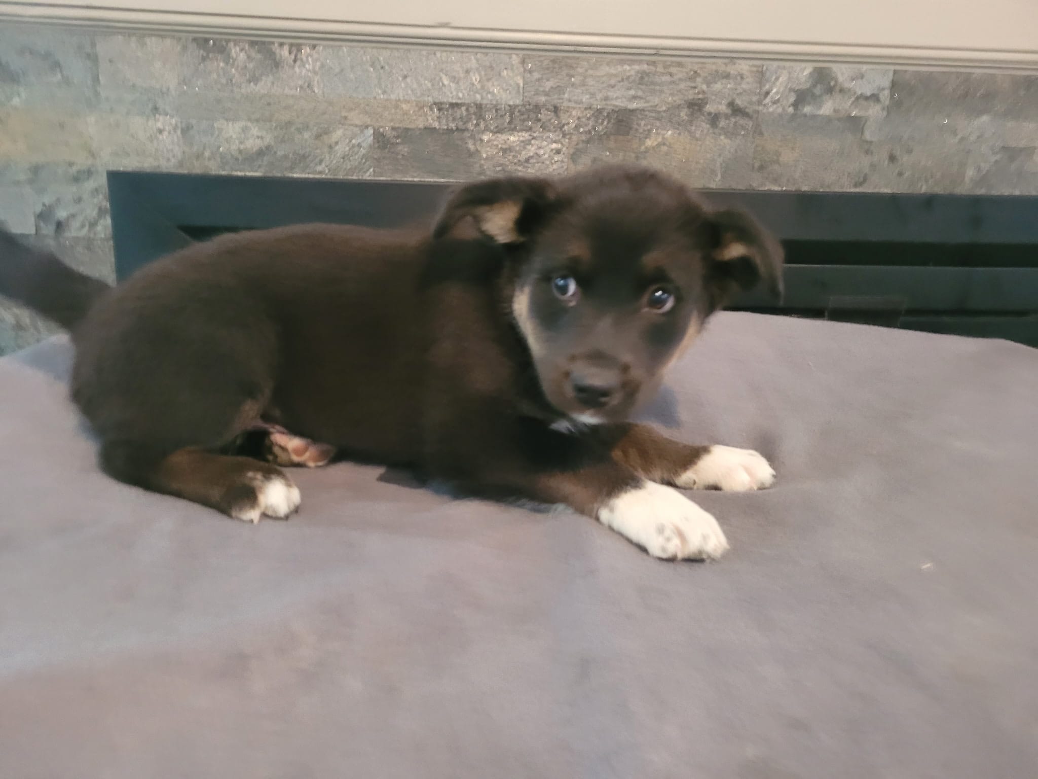 Alex – Siberian Husky, Labrador Retriever puppy for sale in Westland, MI