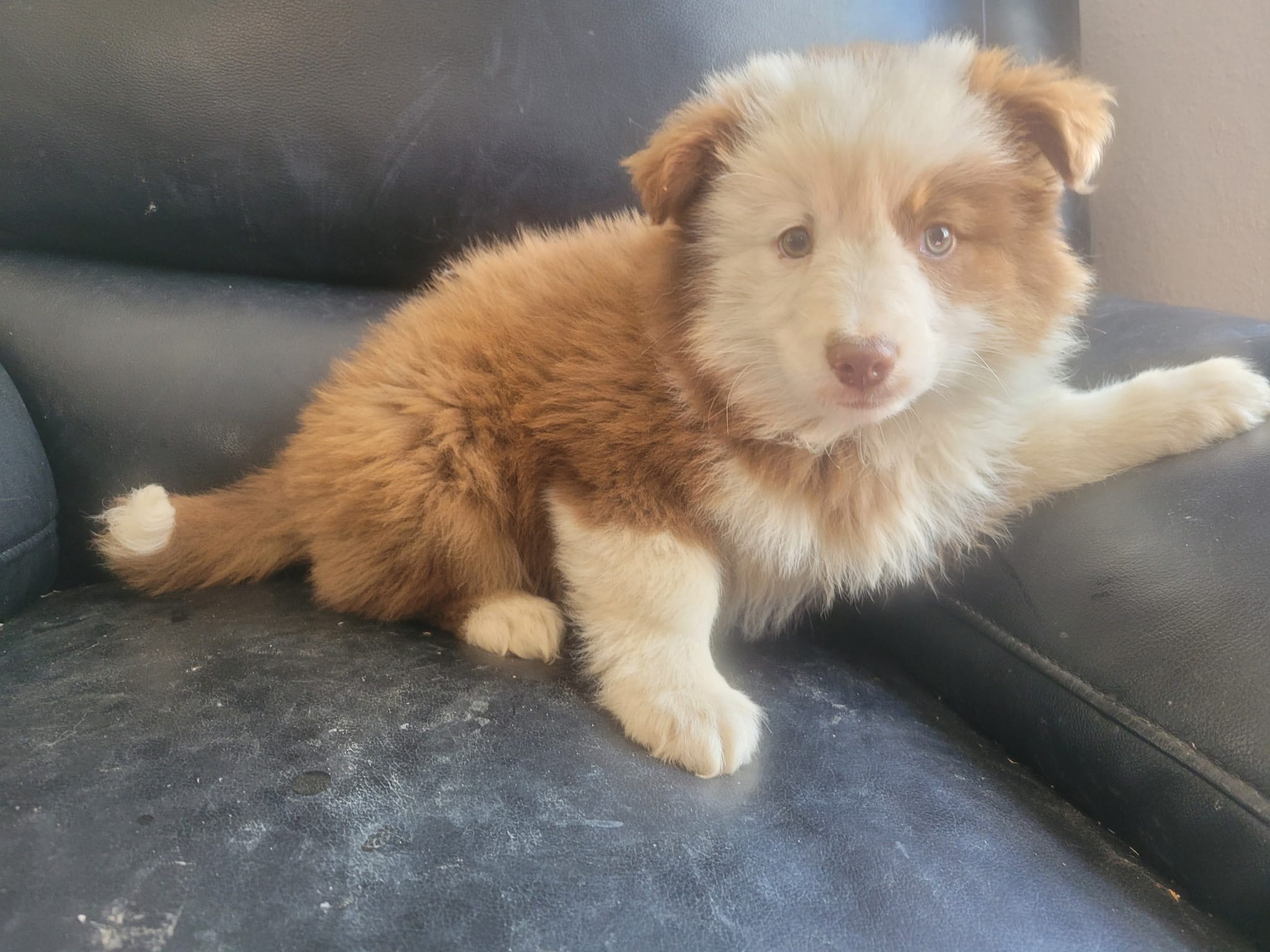 Stacy – Australian Shepherd puppy for sale in Westland, MI