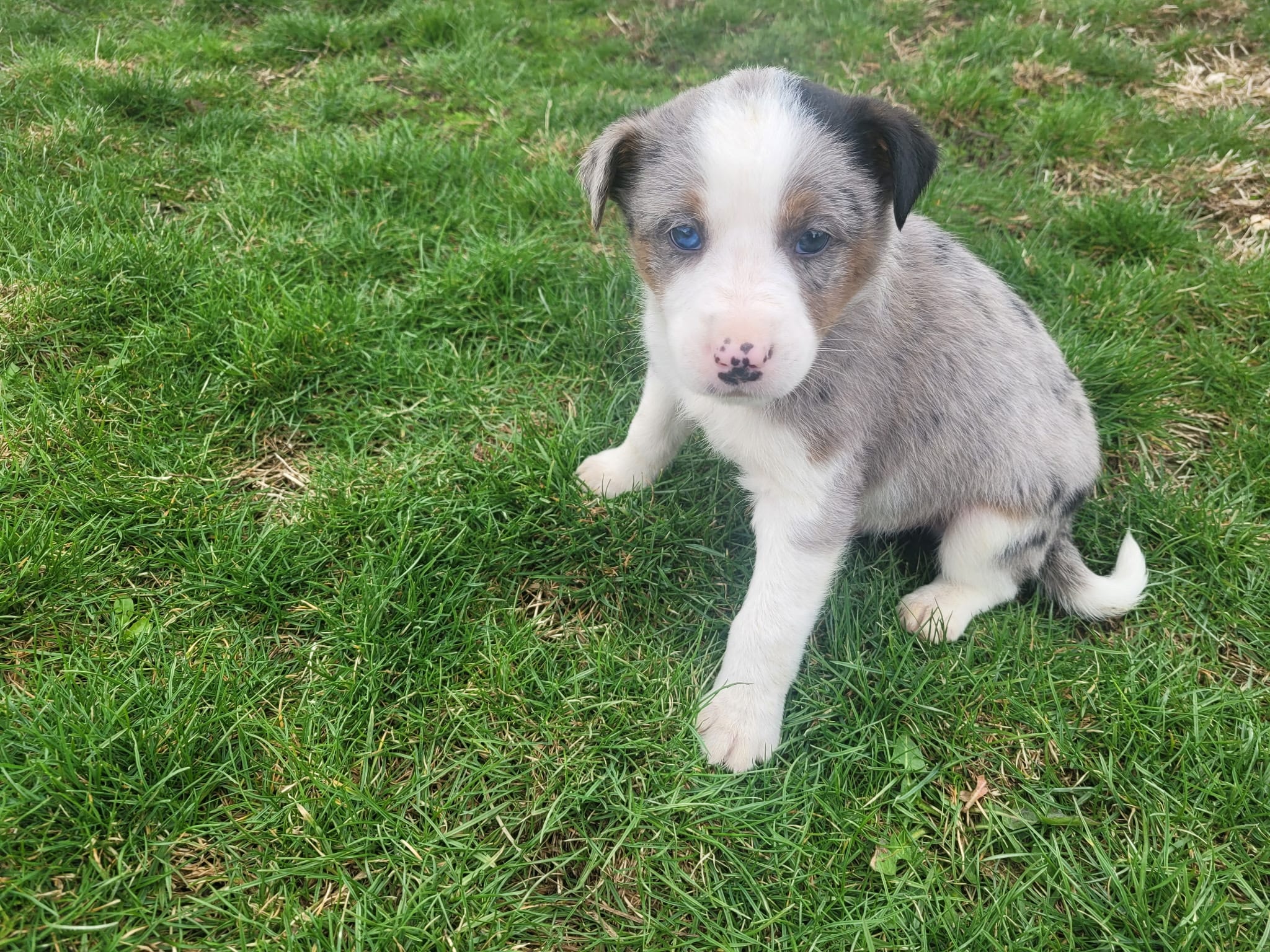 Abe – Australian Shepherd puppy for sale in Westland, MI
