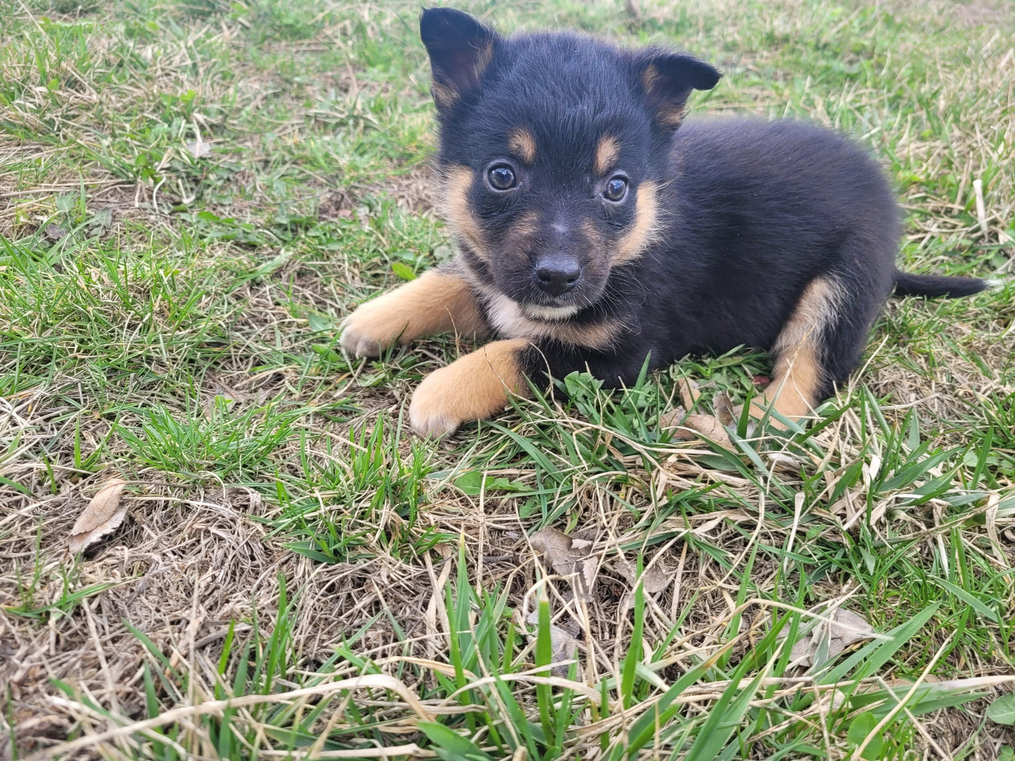 Susie – German Shepherd Dog, Labrador Retriever puppy for sale in Westland, MI