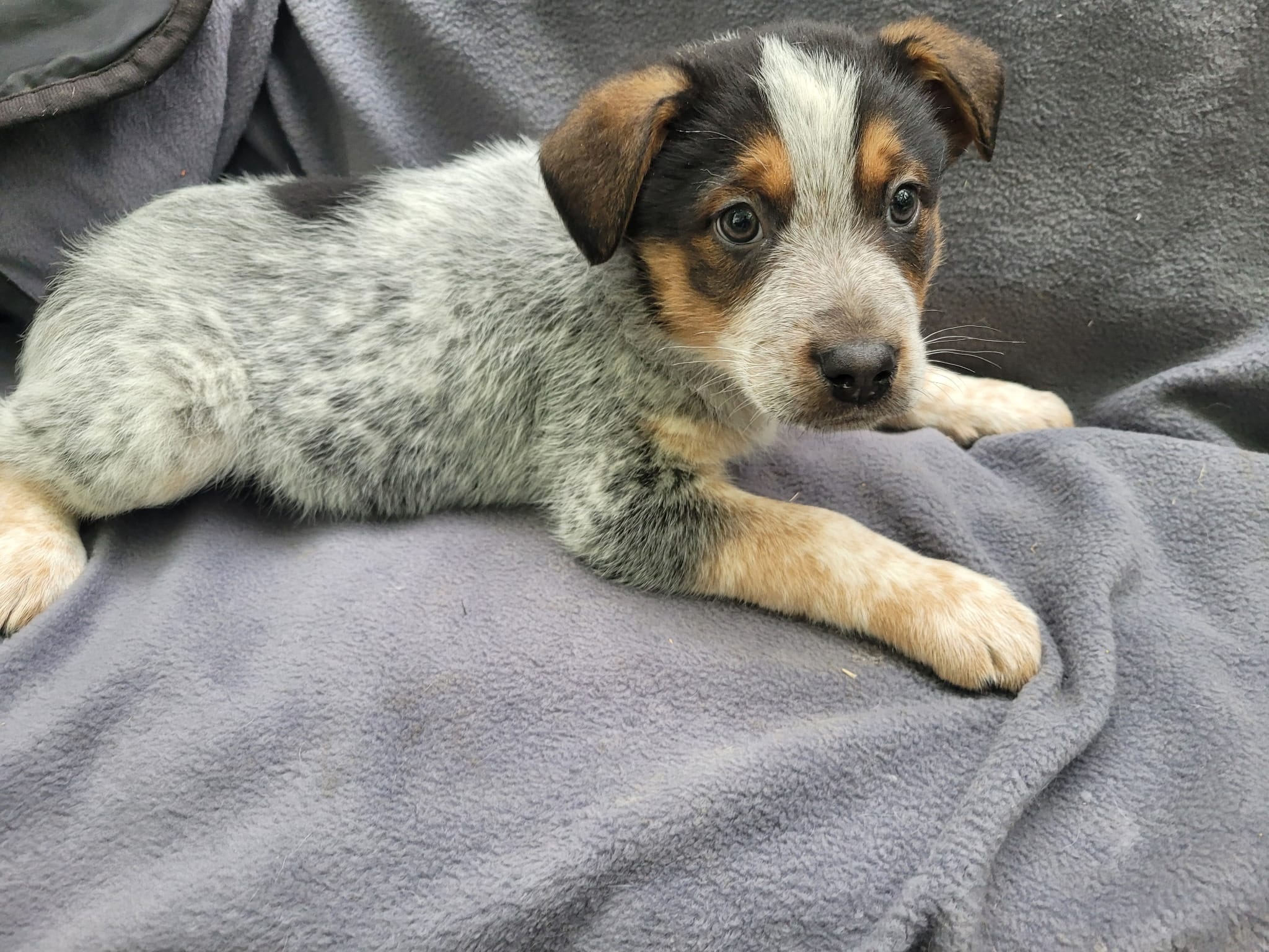 Jack  – Australian Cattle Dog puppy for sale in Westland, MI