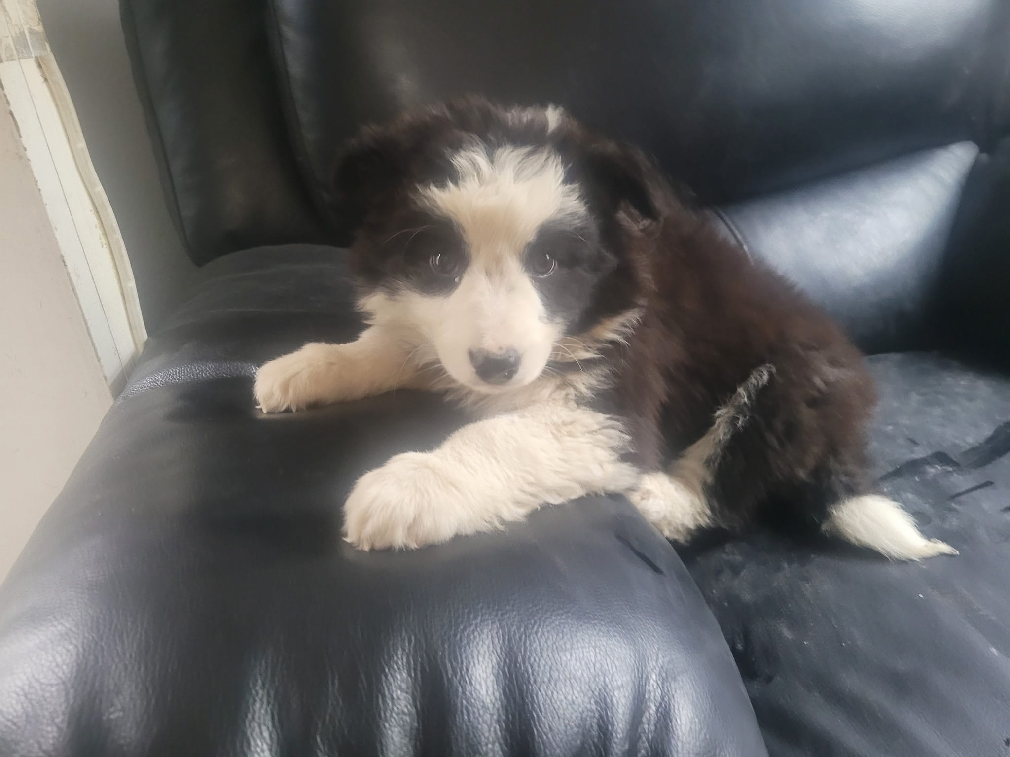 Jackie – Australian Shepherd puppy for sale in Westland, MI