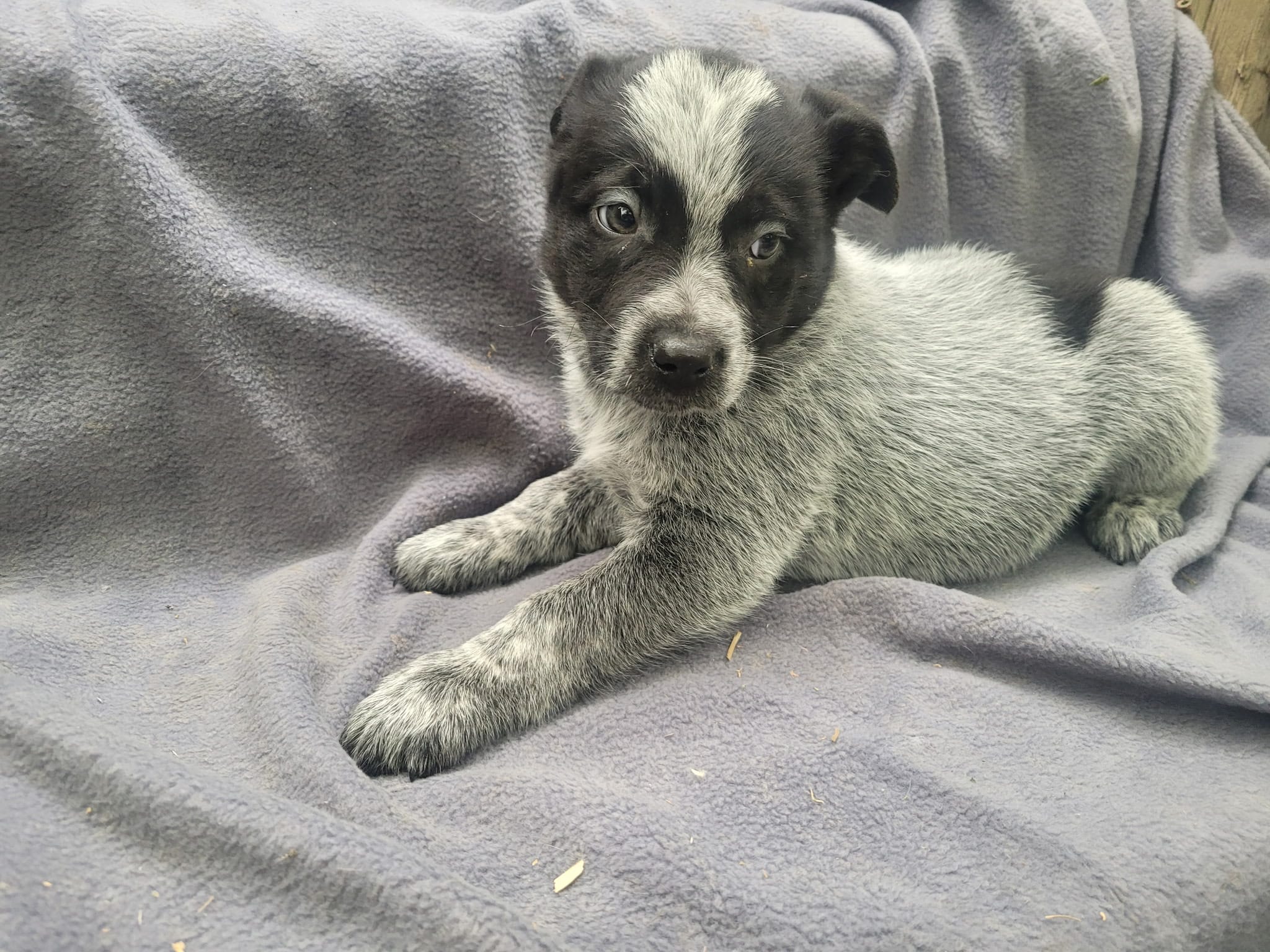 Susie – Australian Cattle Dog puppy for sale in Westland, MI
