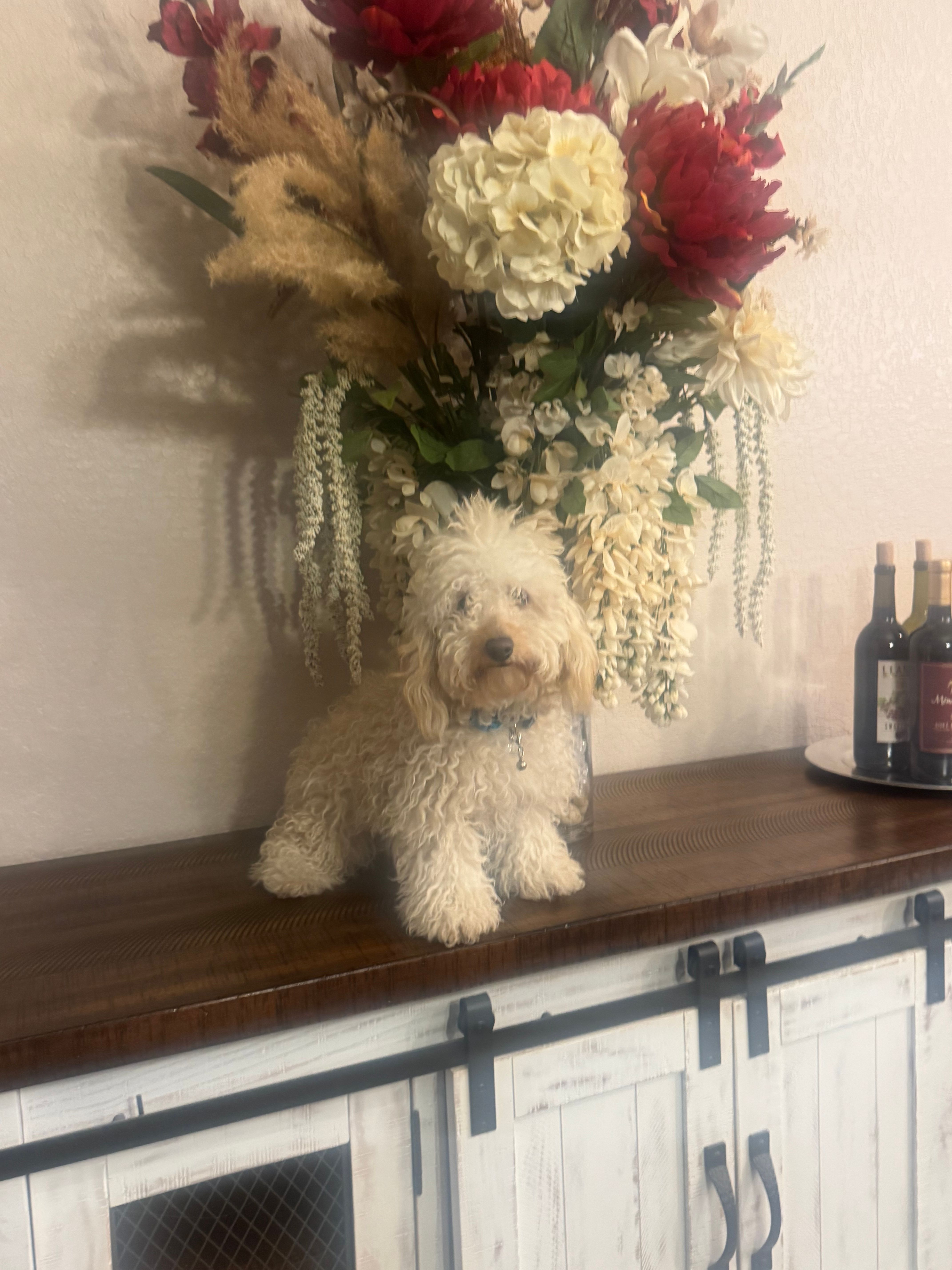 Luna – Poodle - Toy  puppy for sale in San Antonio, TX