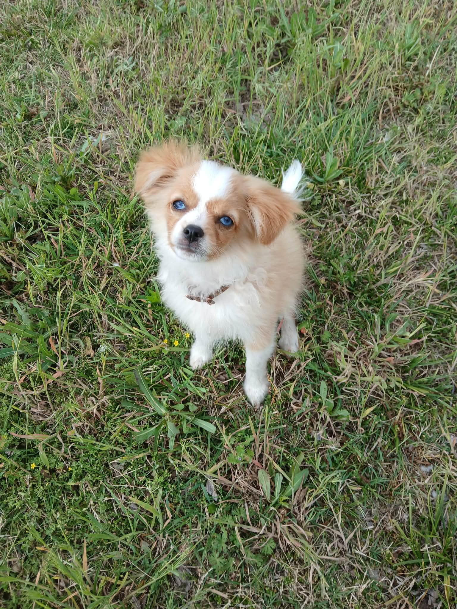 Gerbil – Cavapom, Pomeranian puppy for sale in Harper, KS