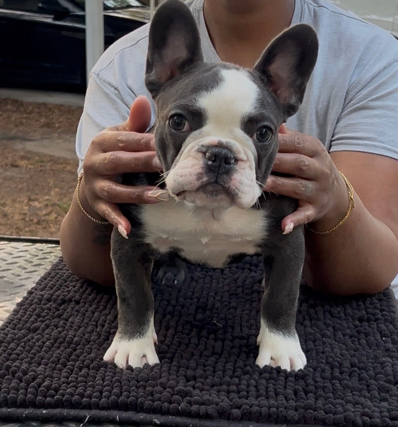 Luna – French Bulldog puppy for sale in Tampa, FL
