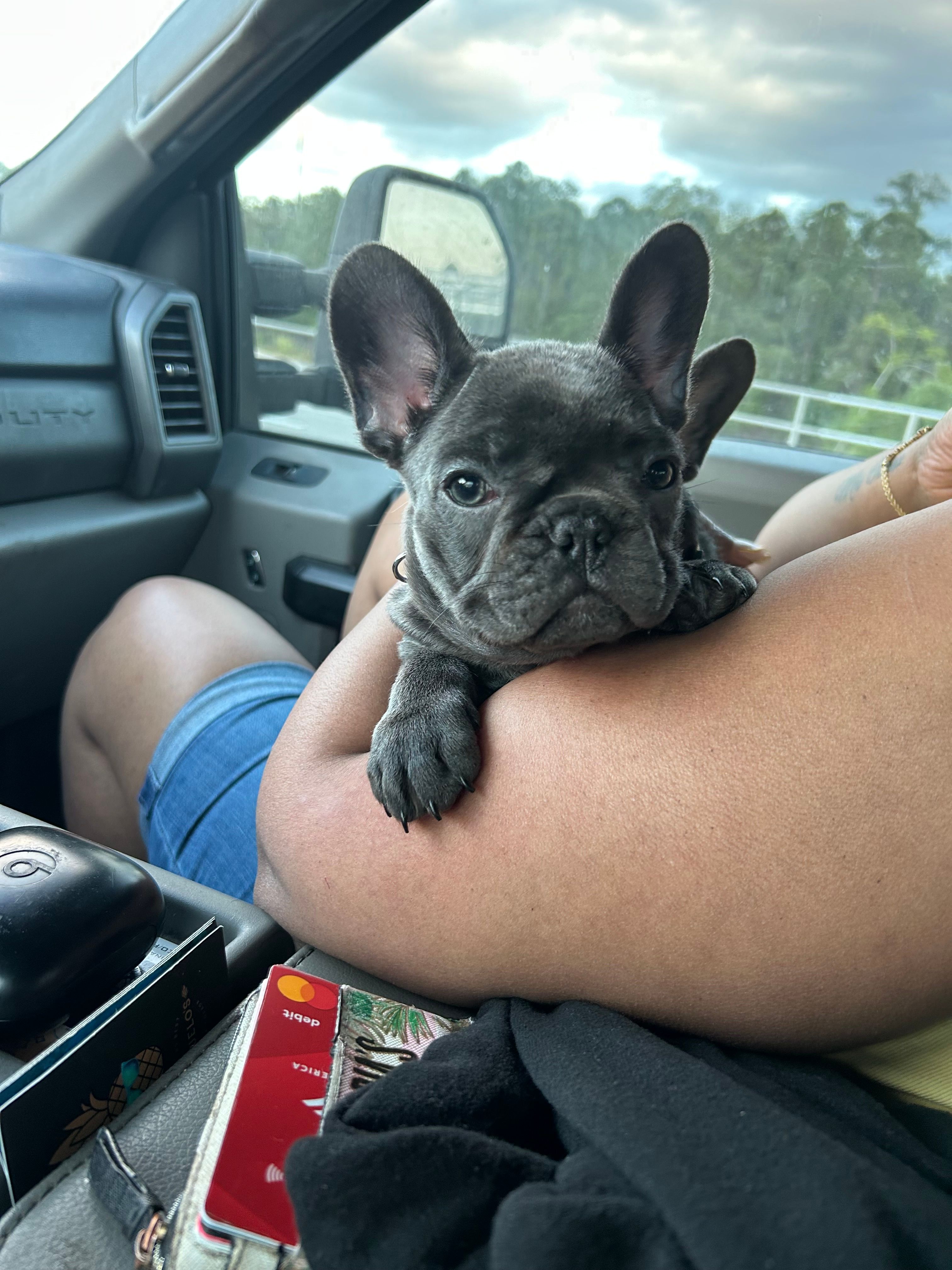 Purple  – French Bulldog puppy for sale in Tampa, FL