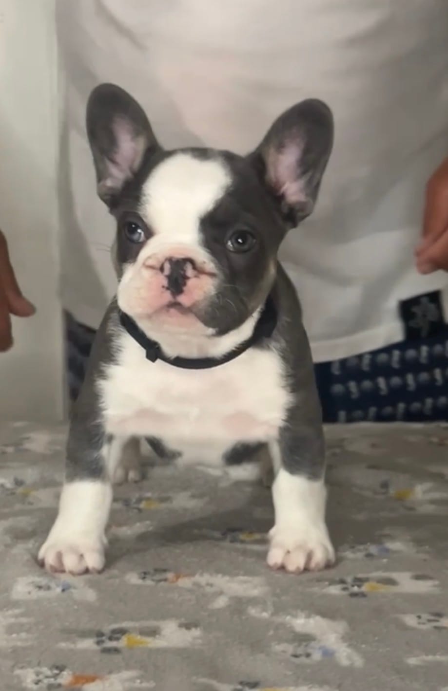 Black collar  – French Bulldog puppy for sale in Tampa, FL