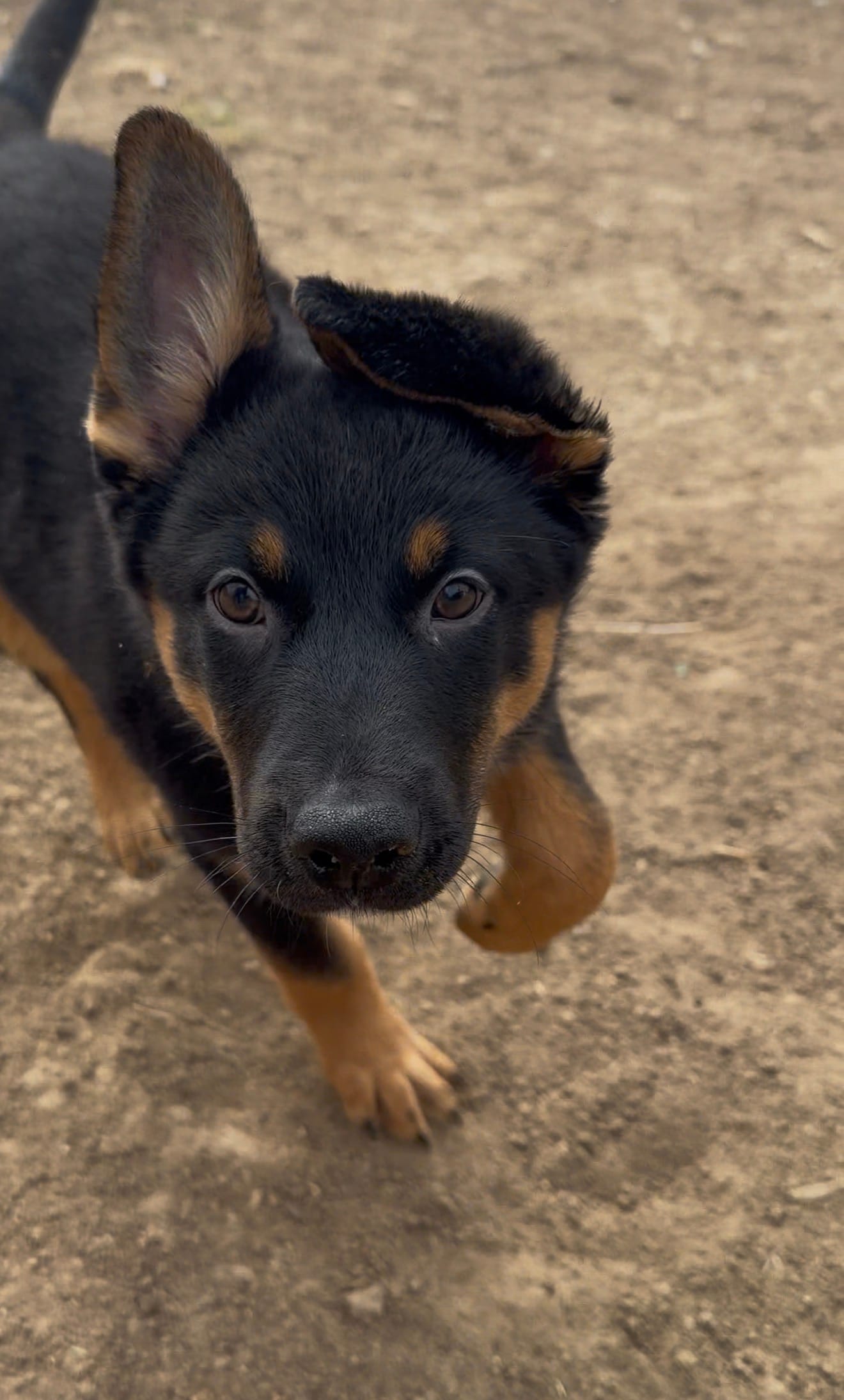 Goofy – German Shepherd Dog puppy for sale in Fort Collins, CO