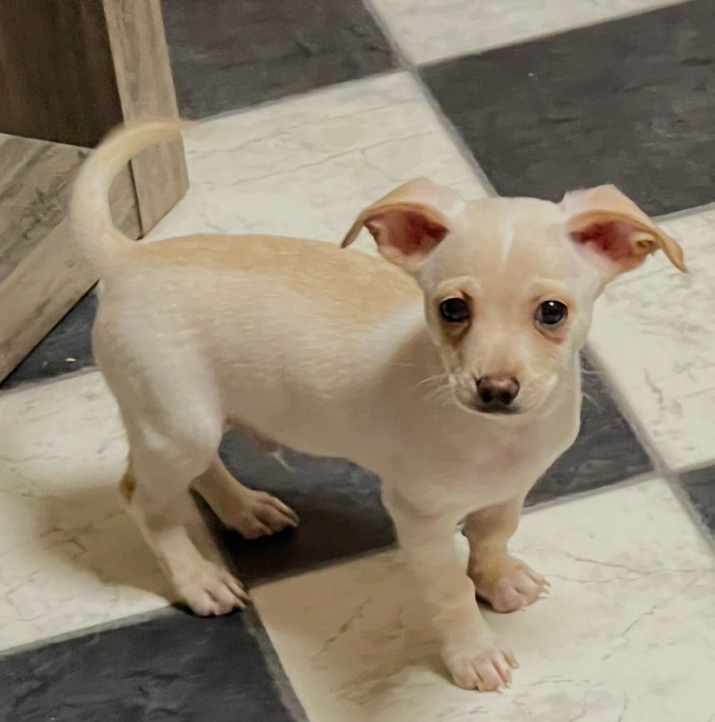 Orange boy 4 poco – Chihuahua puppy for sale in Kingwood, WV
