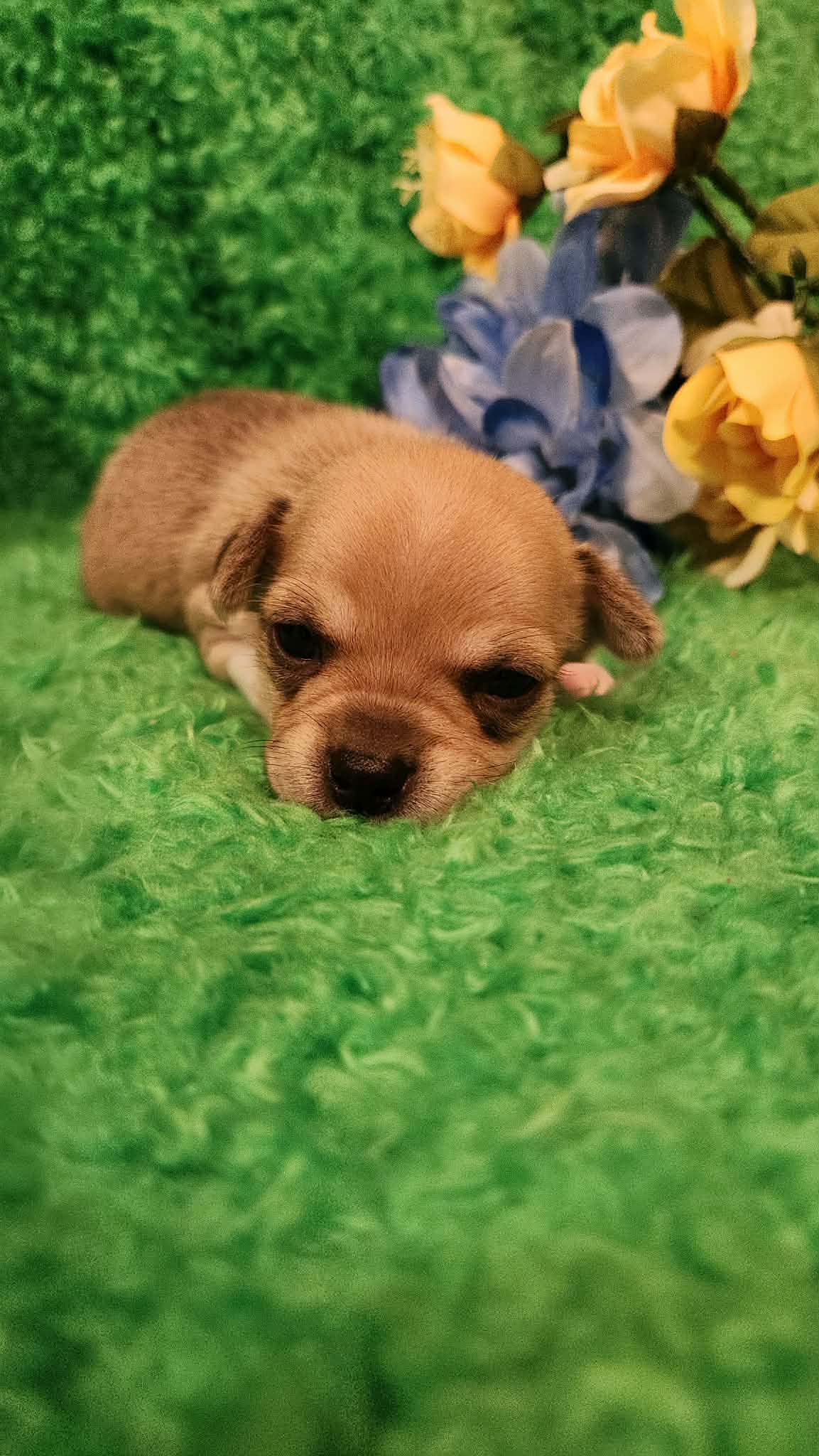 Patrick – Chihuahua puppy for sale in Kingwood, WV