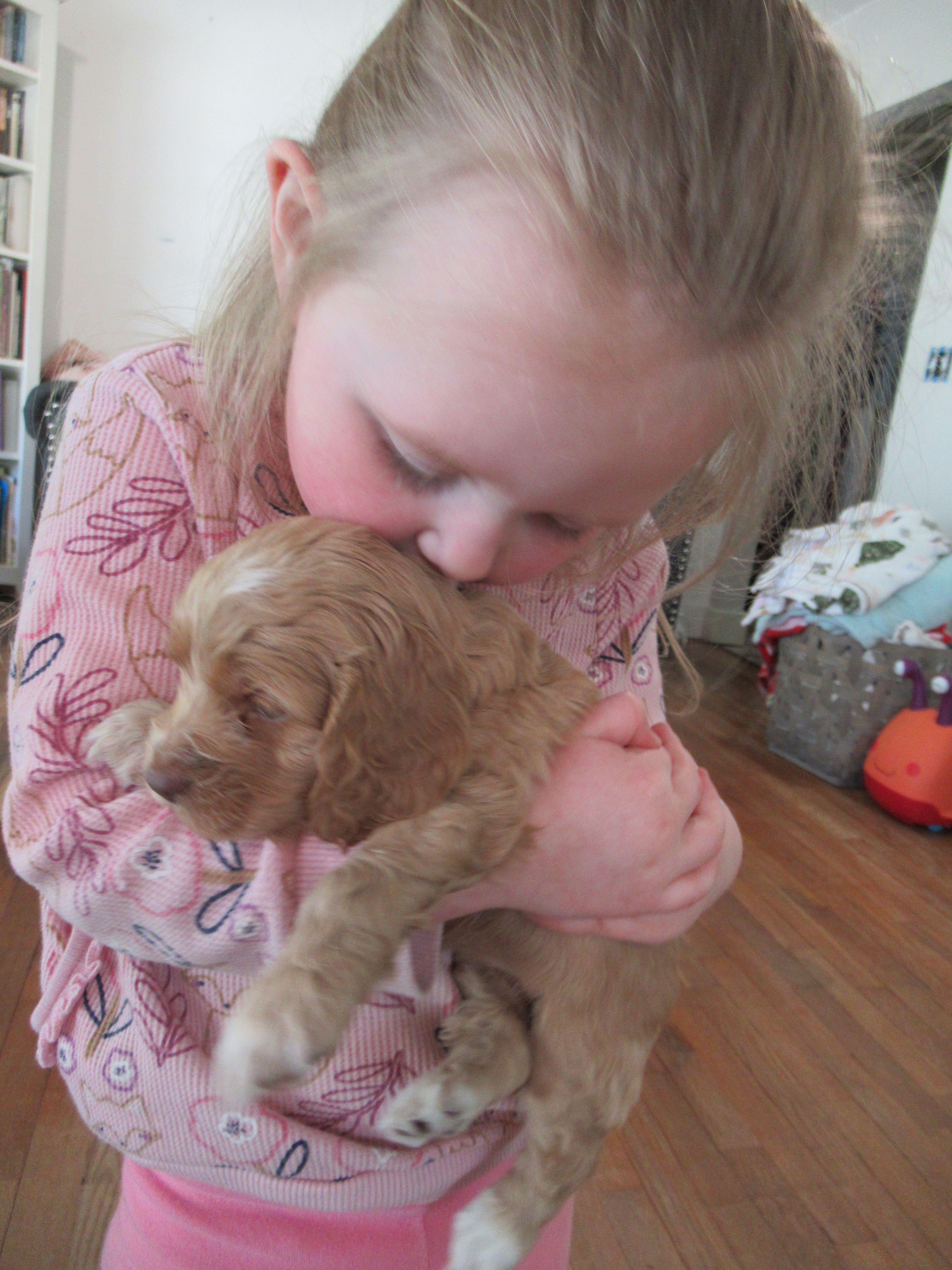 Chica – Cocker Spaniel puppy for sale in North Manchester, IN