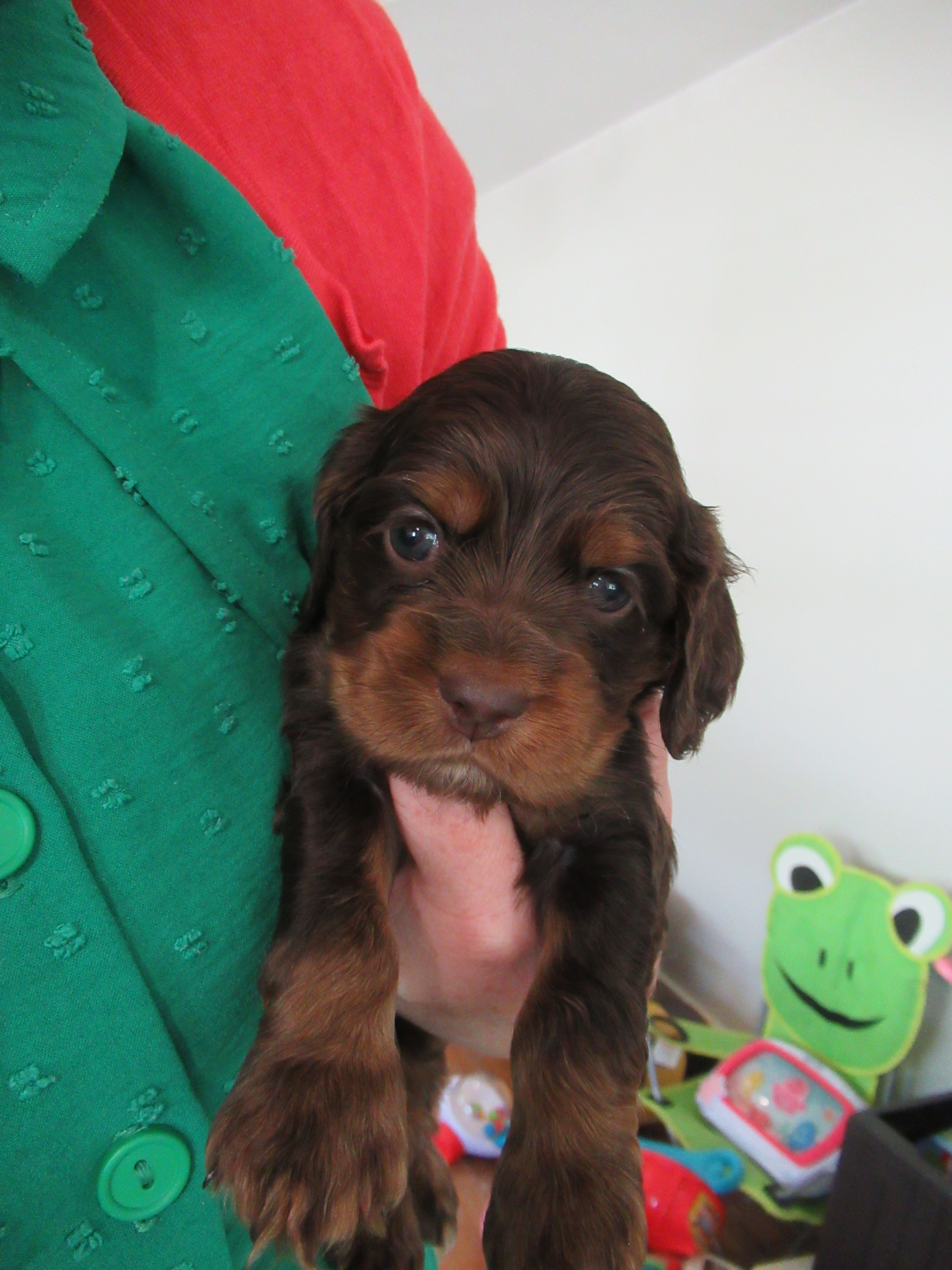 Carly – Cocker Spaniel puppy for sale in North Manchester, IN