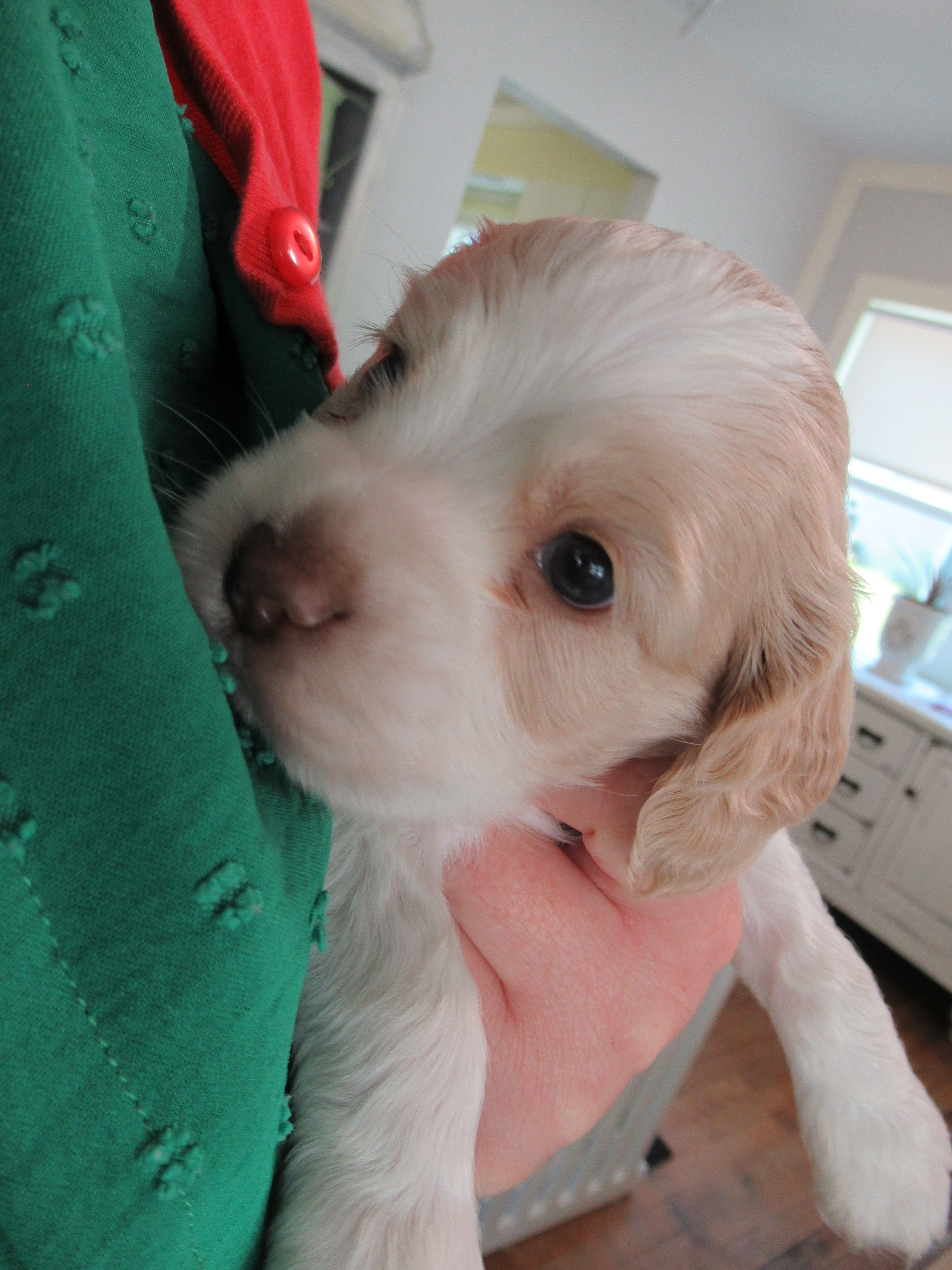 Candy – Cocker Spaniel puppy for sale in North Manchester, IN