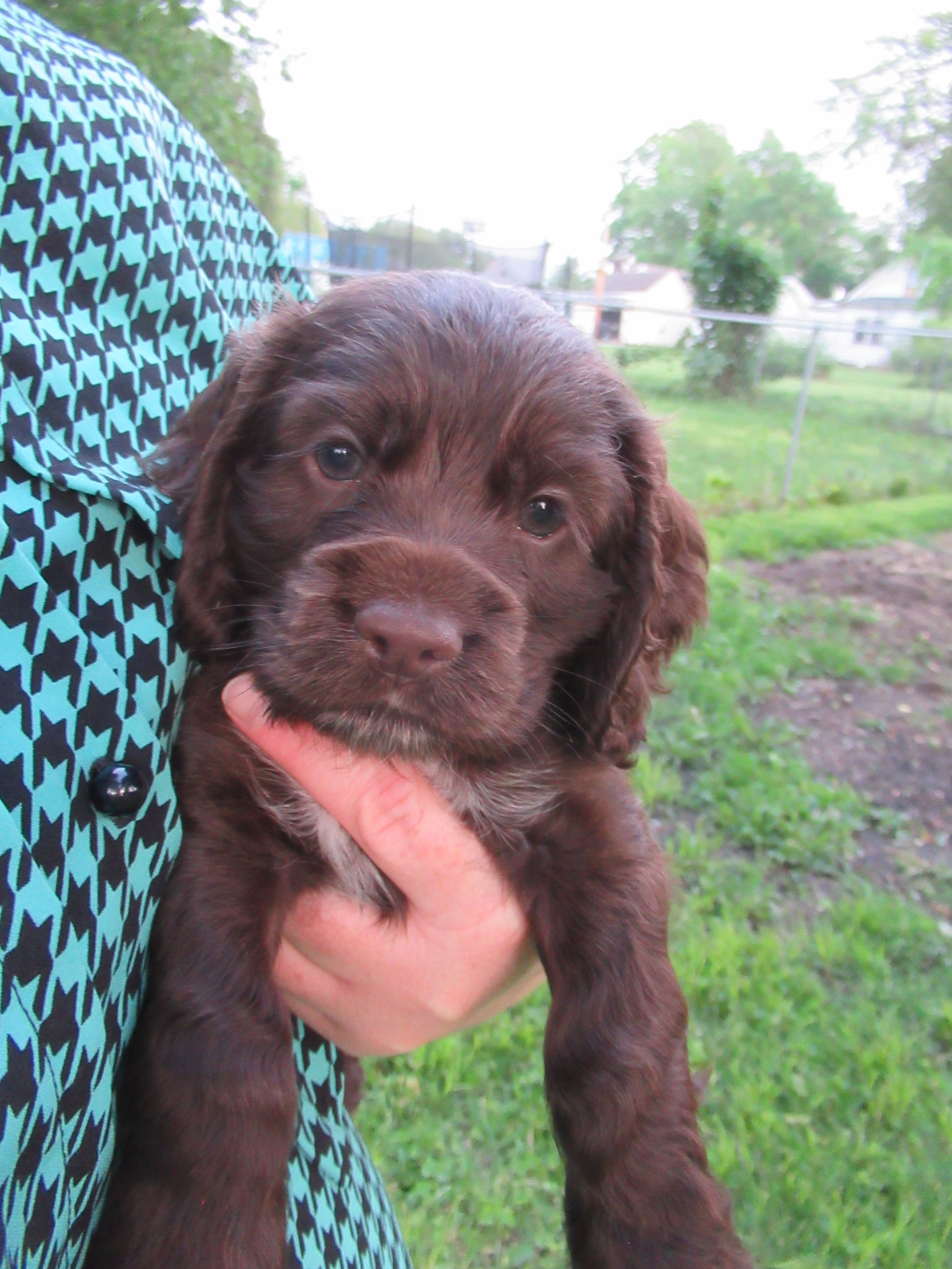 Cobalt – Cocker Spaniel puppy for sale in North Manchester, IN