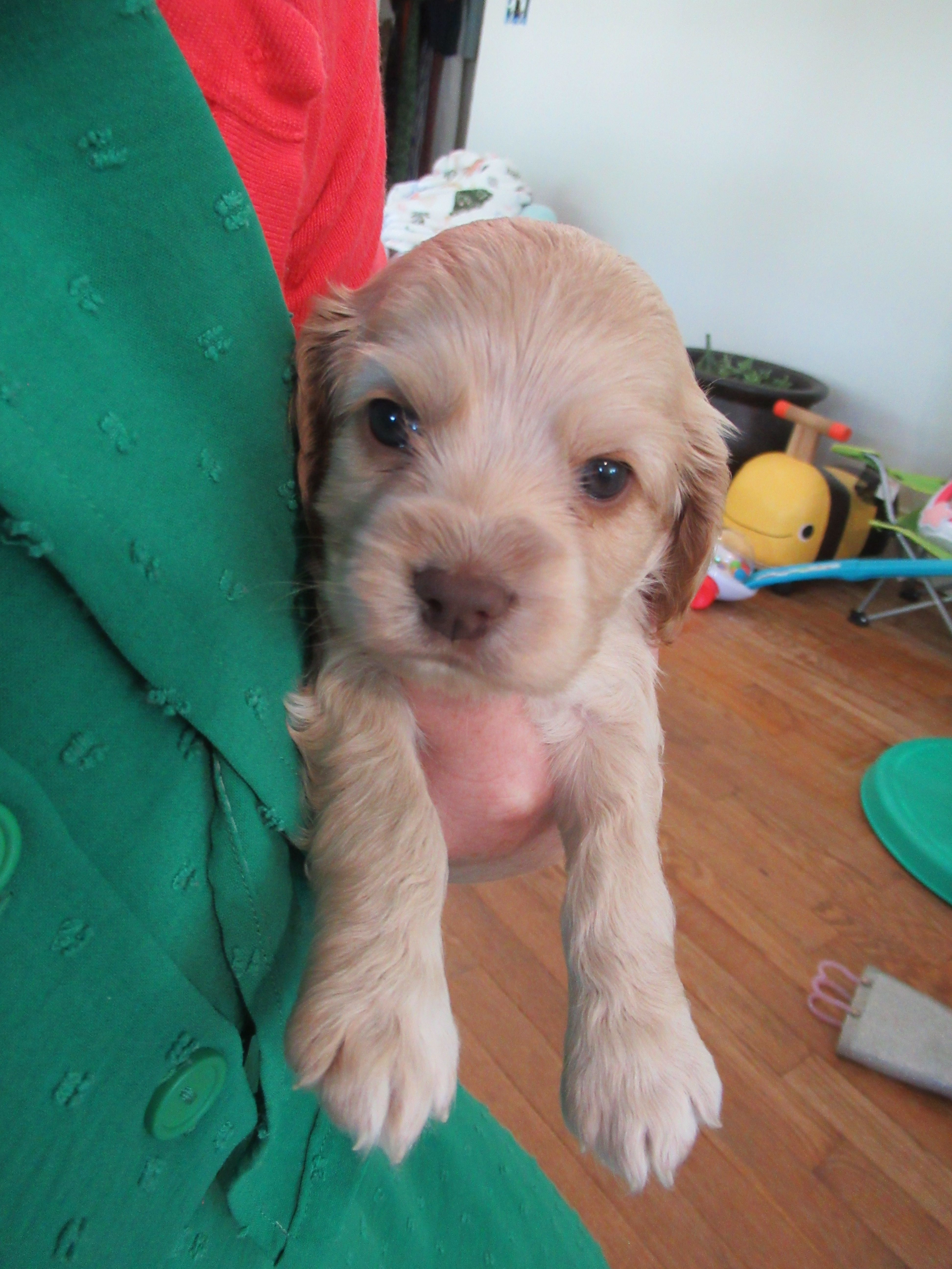 Chelsea – Cocker Spaniel puppy for sale in North Manchester, IN