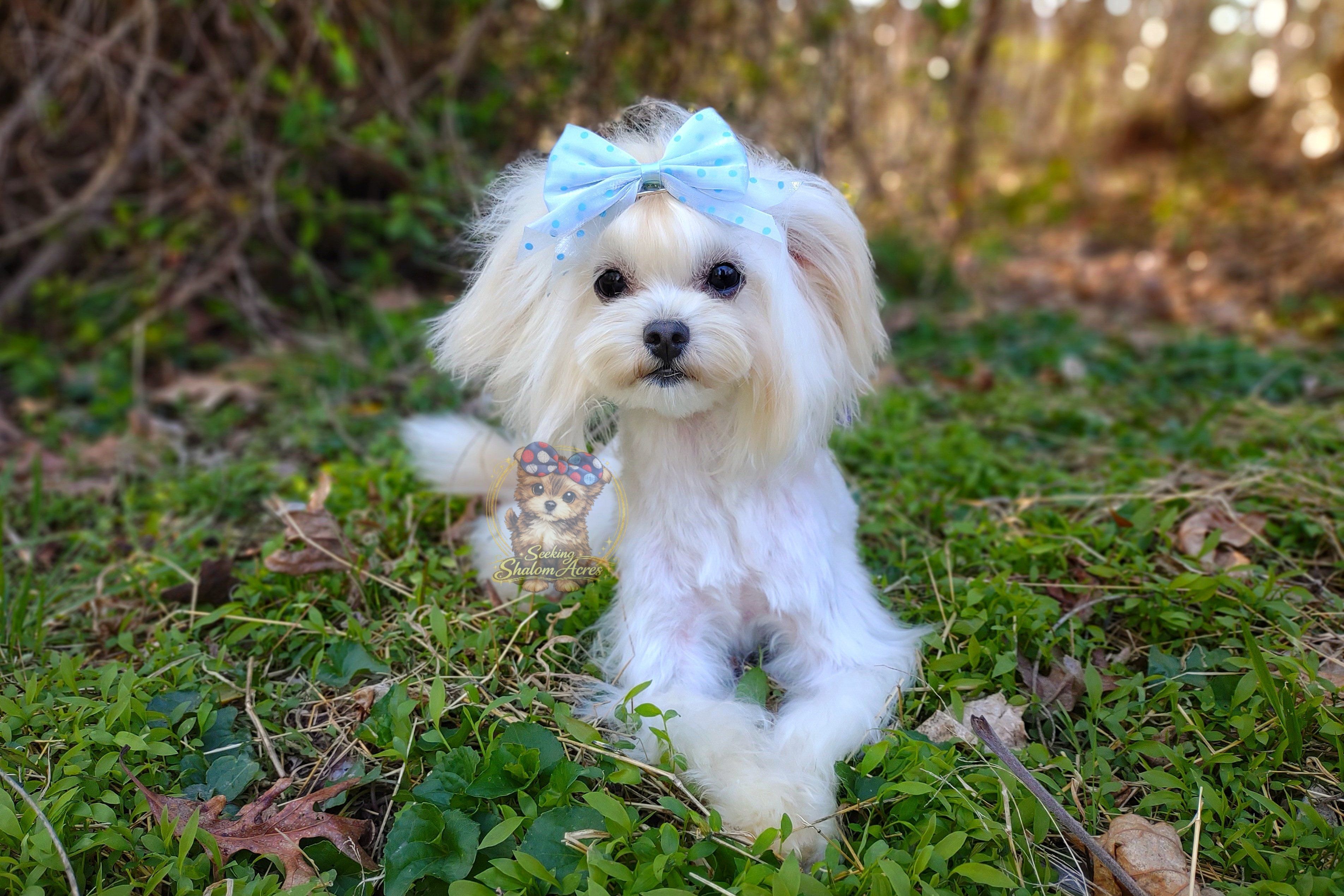 Korean Taiyang – Maltipoo puppy for sale in Barren Springs, VA