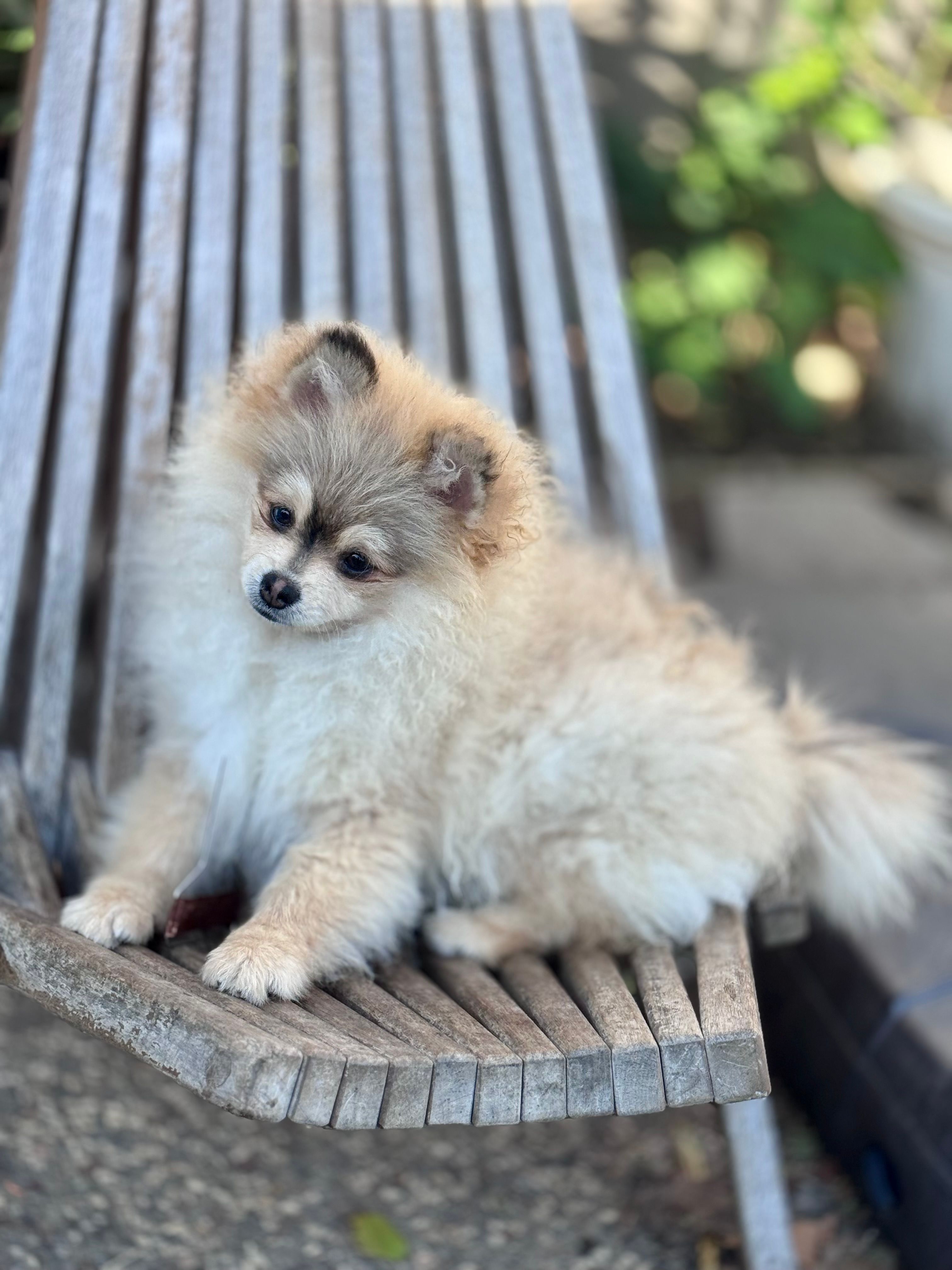 Thunder – Pomeranian puppy for sale in San Jose, CA
