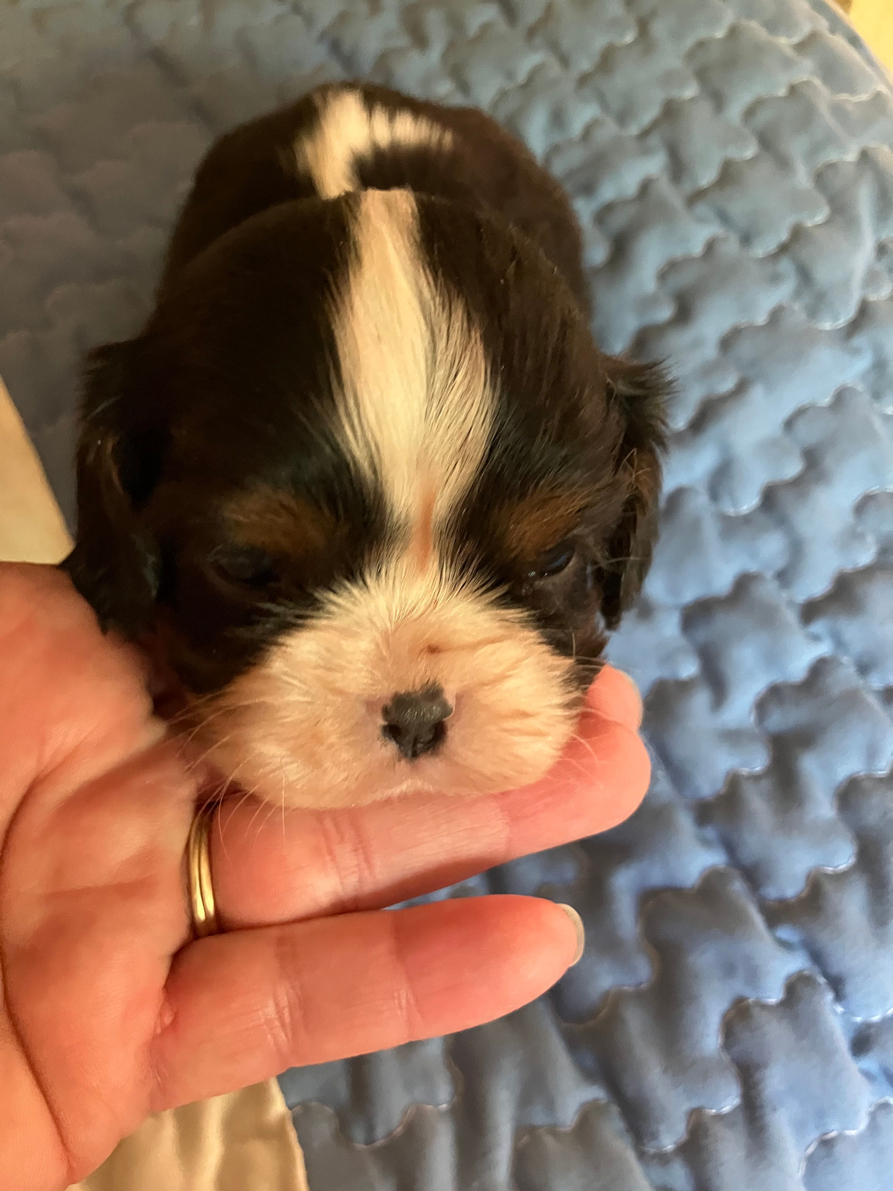 Nemo – Cavalier King Charles Spaniel puppy for sale in St. Paul, MN