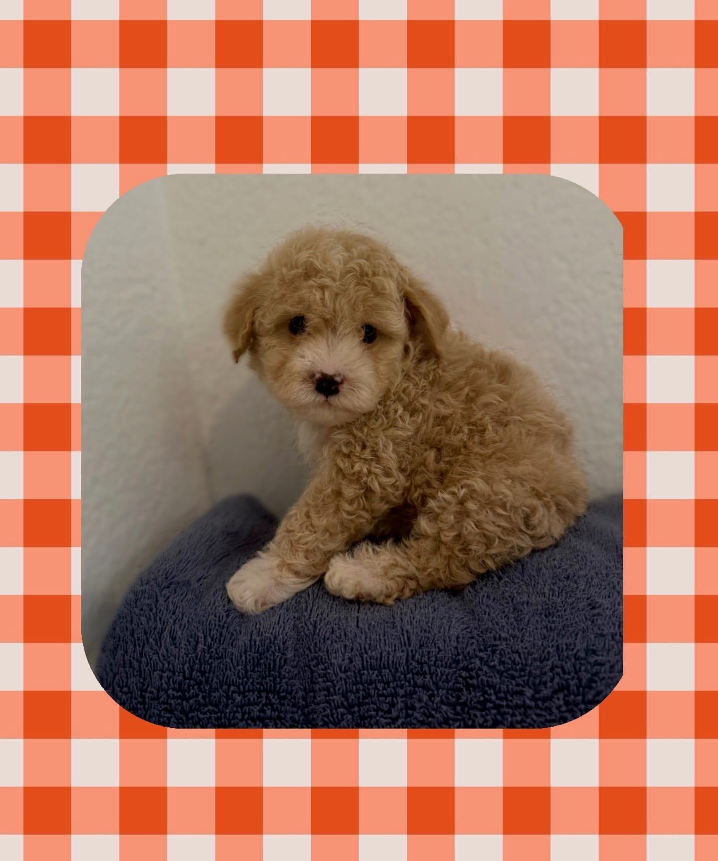 Romeo  – Maltipoo puppy for sale in Corona, CA