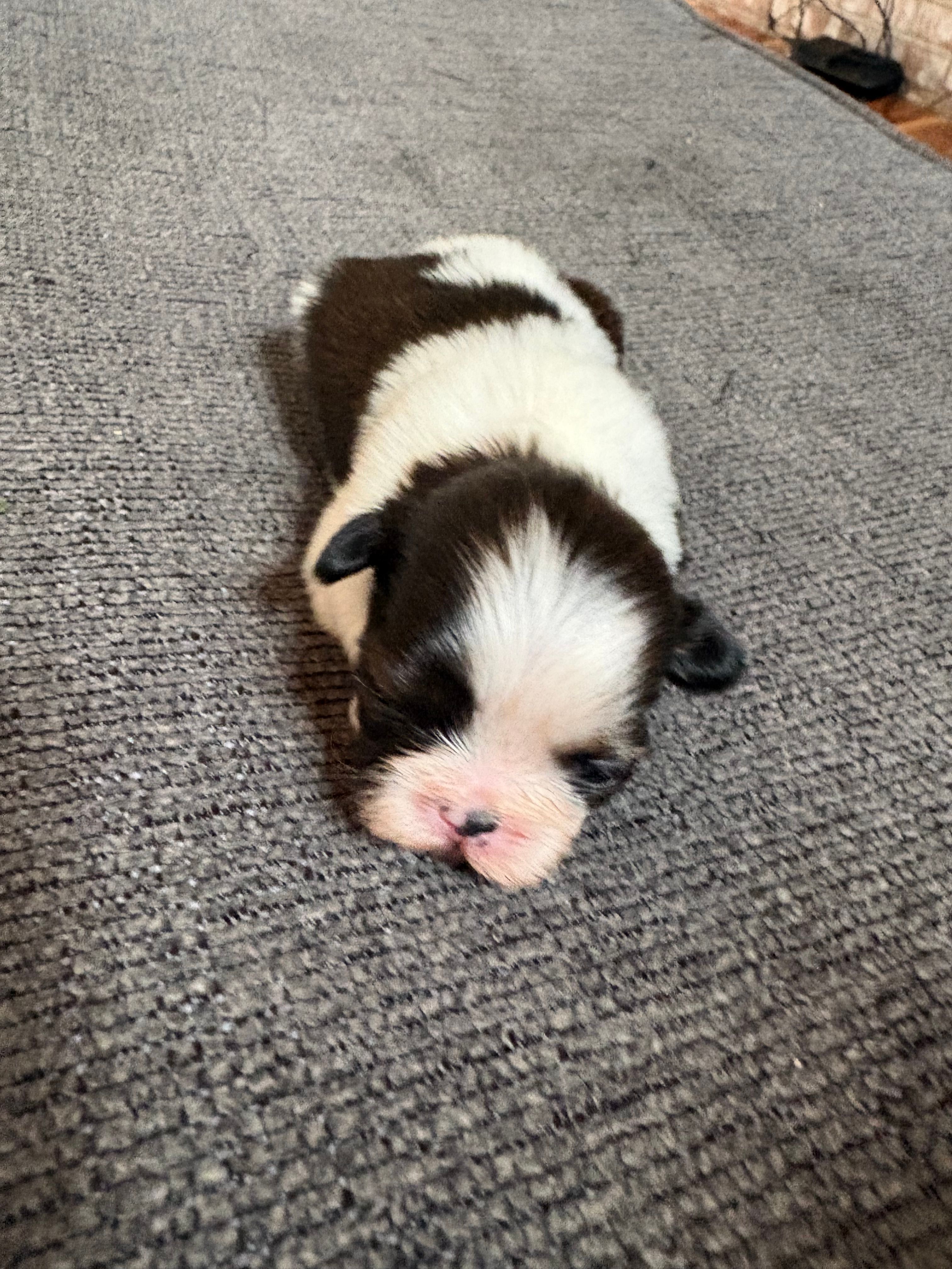 Akc bitty baby – Shih Tzu puppy for sale in Middletown, OH