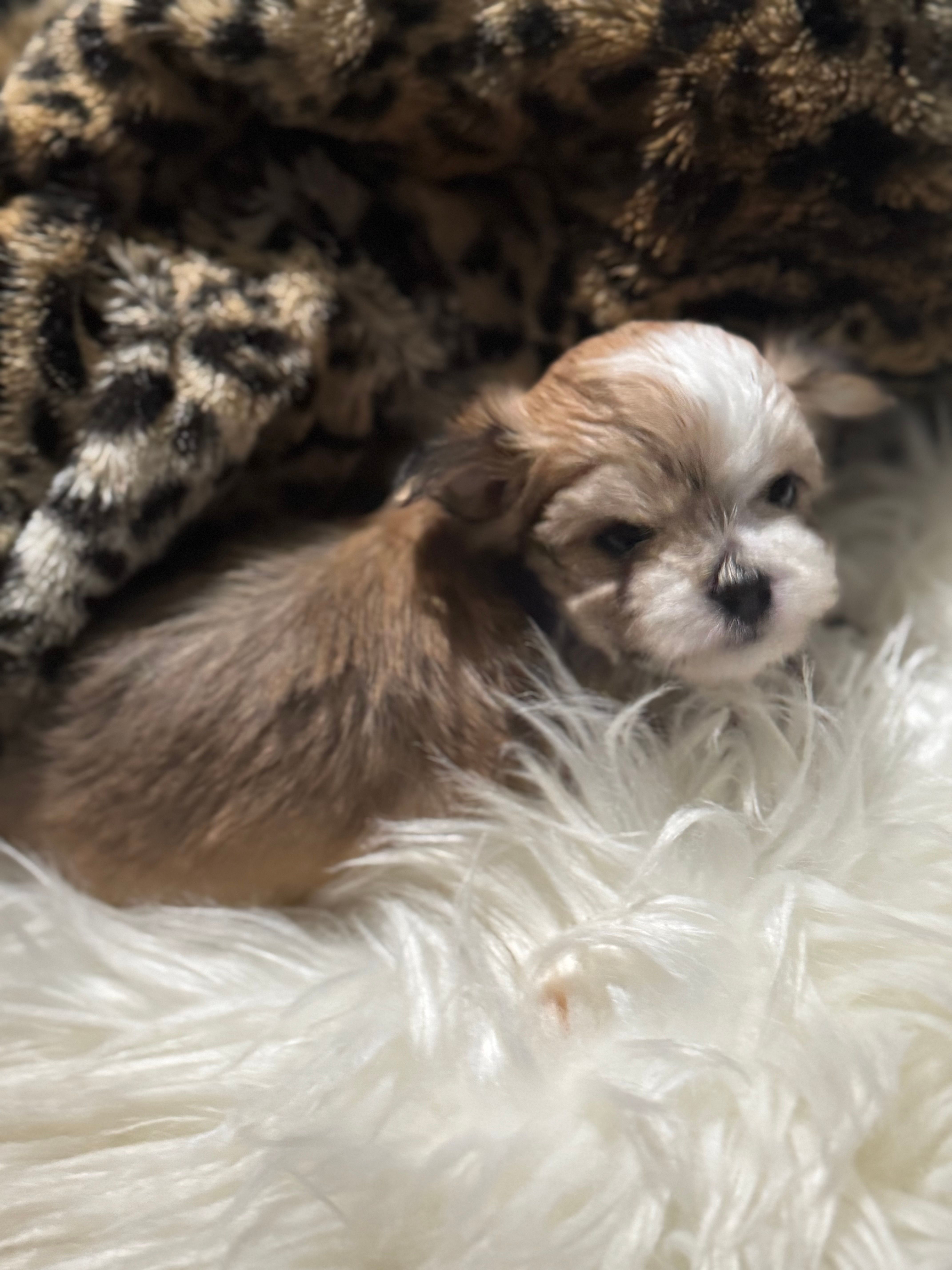 Bunny – Chihuahua puppy for sale in Hoschton, GA