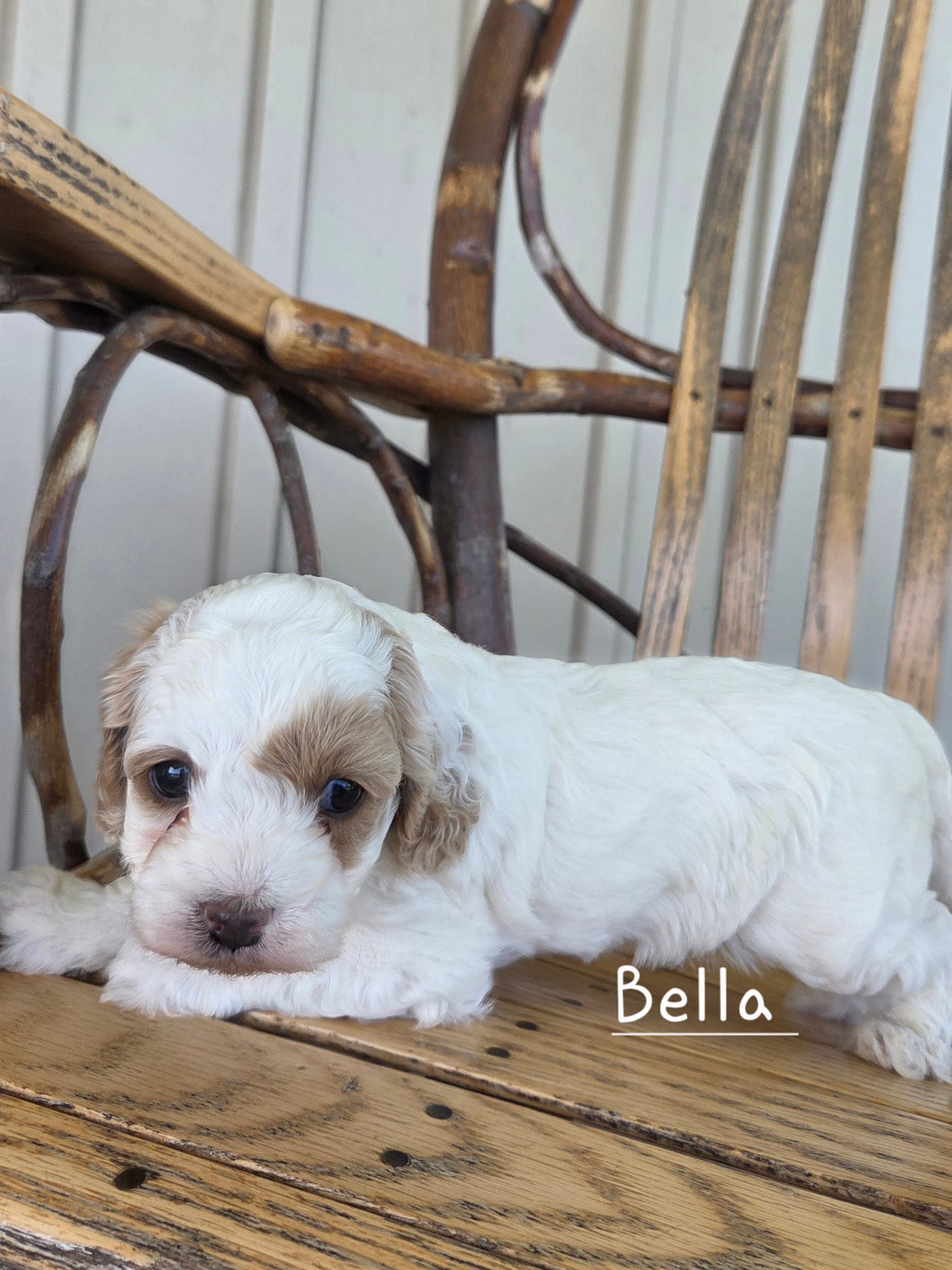 Bella – Cavapoo, Poodle - Toy  puppy for sale in Manns Choice, PA