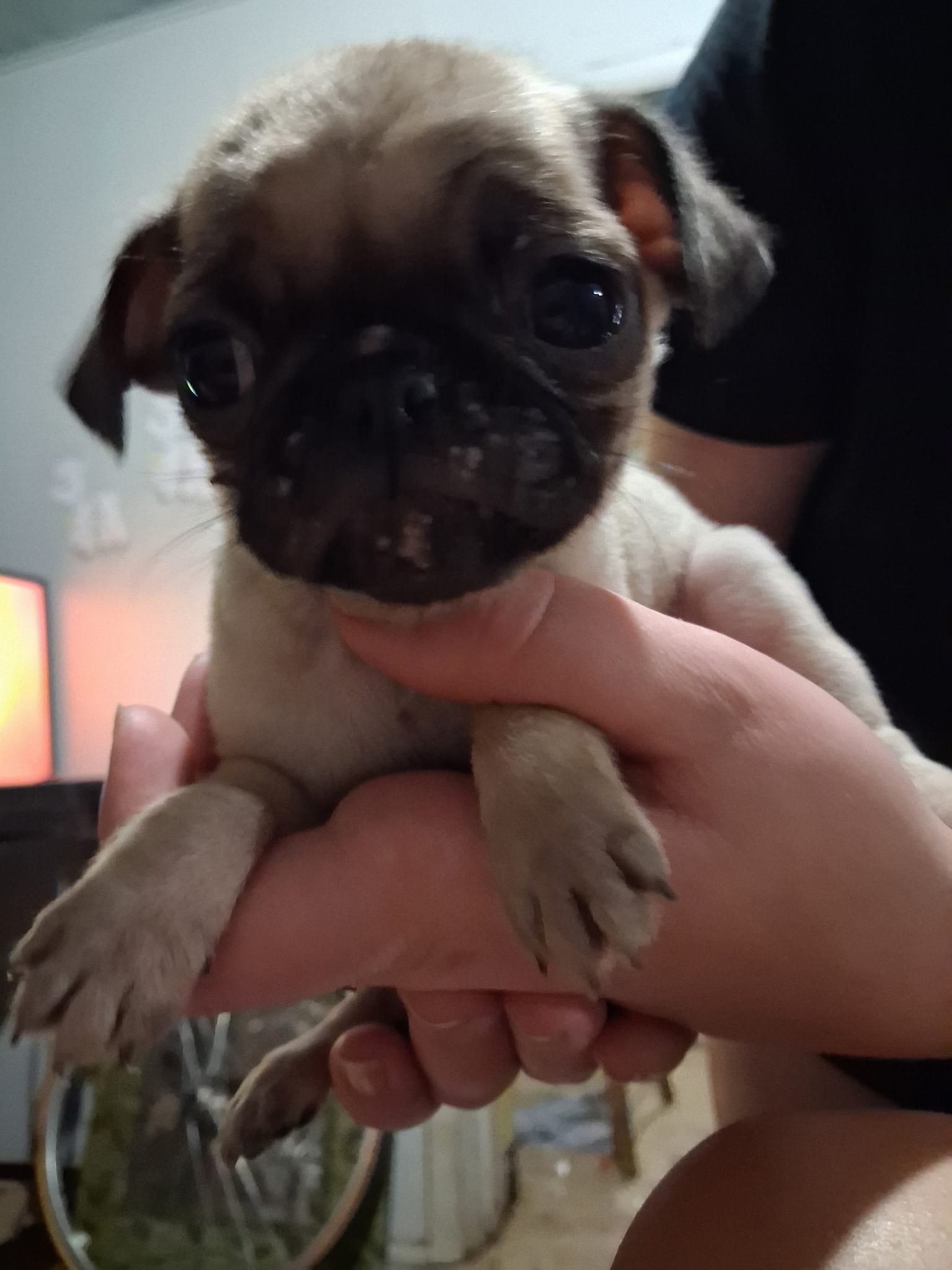 Milo – Pug puppy for sale in Jacksonville, FL