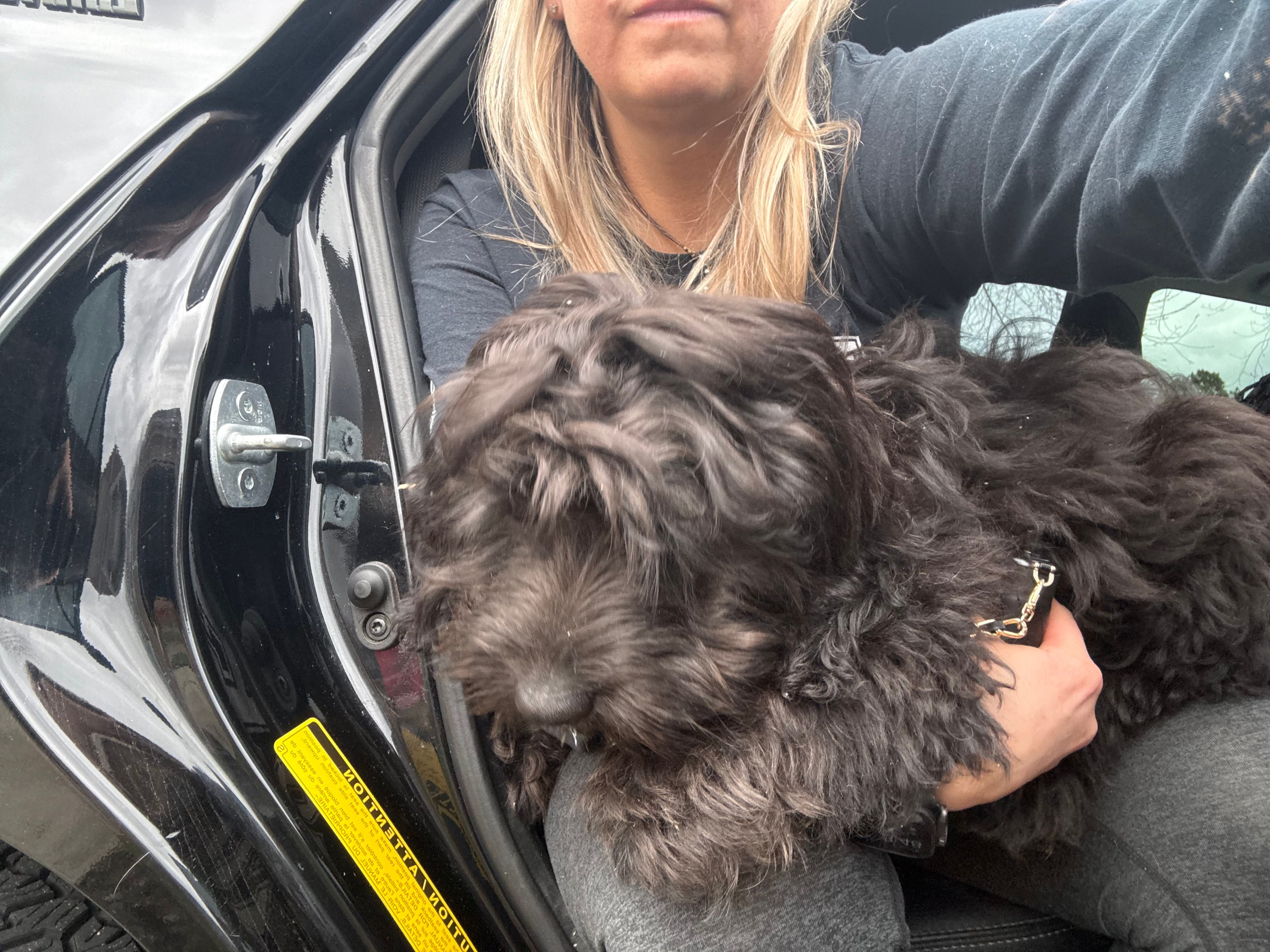 Marley – Cavapoo puppy for sale in Chattanooga, TN