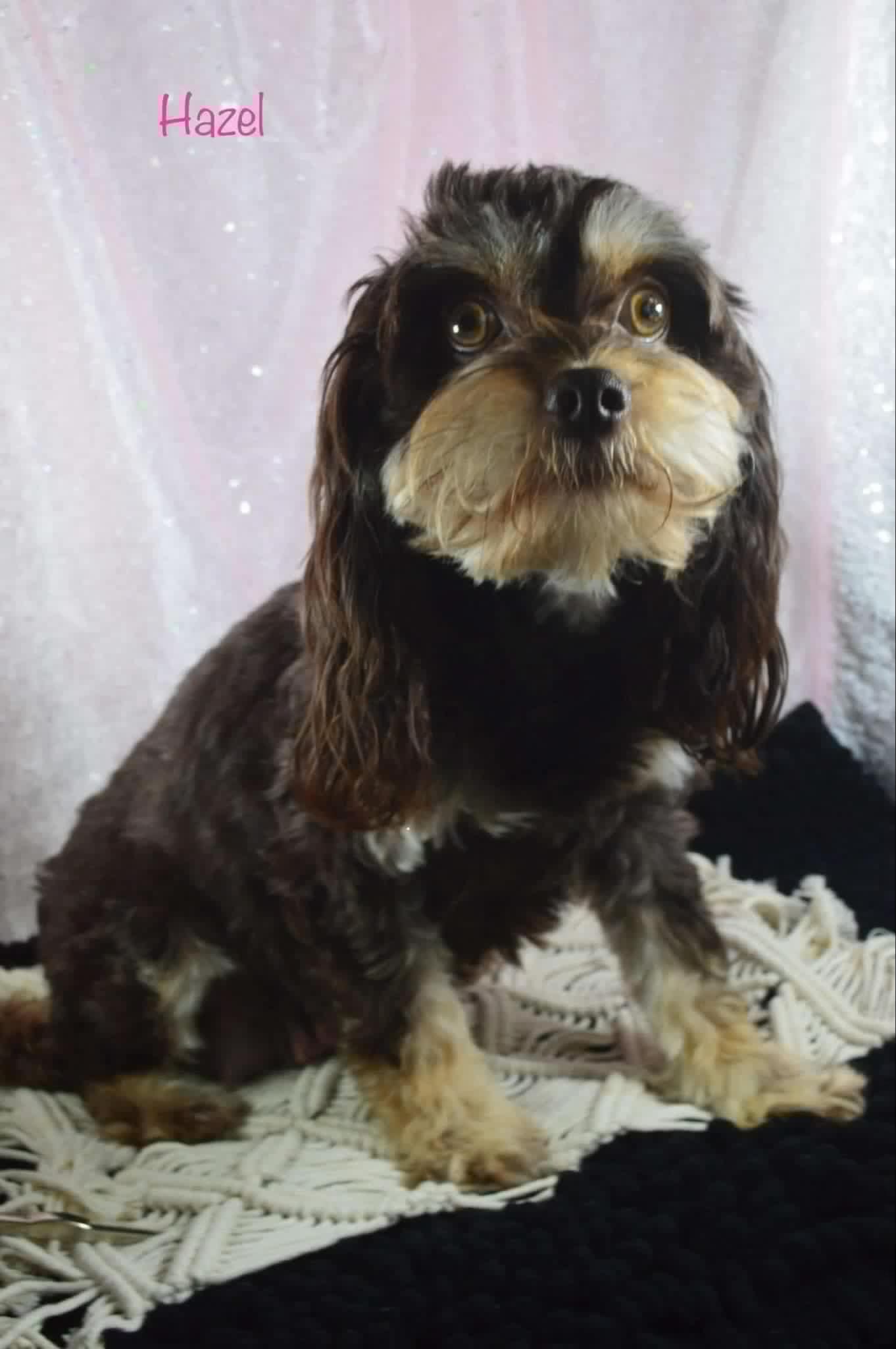 Bear – Cavapoo puppy for sale in Chattanooga, TN