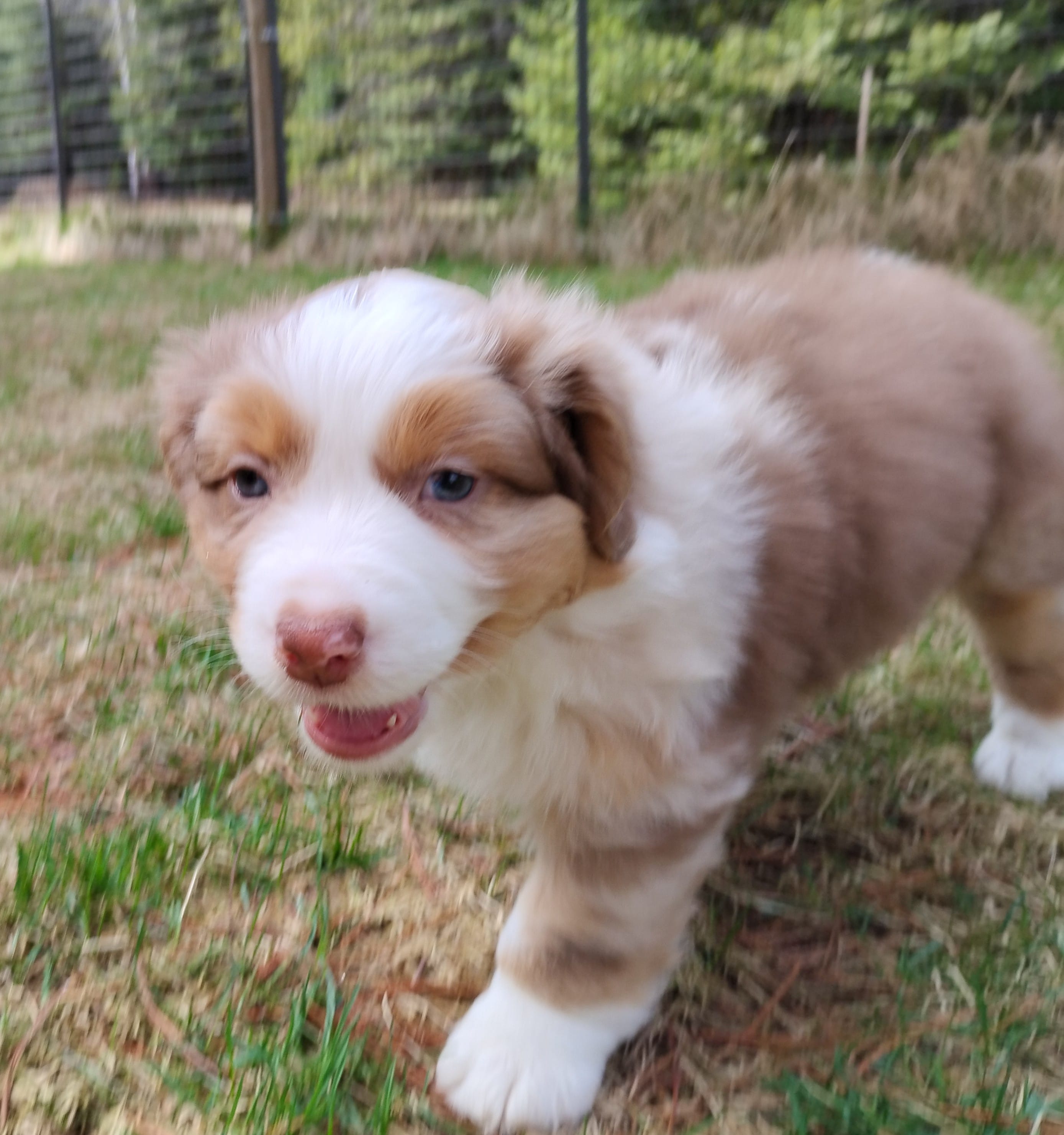 RANGER – Australian Shepherd puppy for sale in Elk, WA