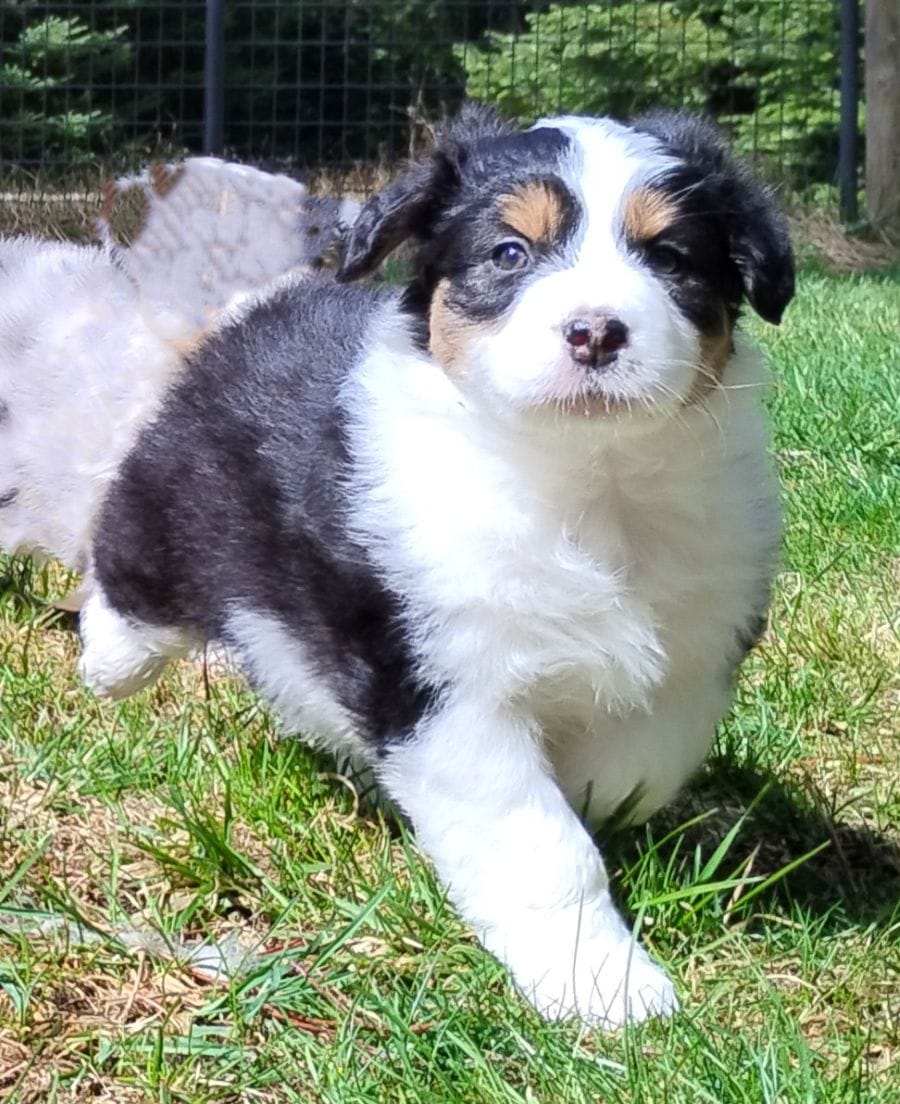 FAITH – Australian Shepherd puppy for sale in Elk, WA