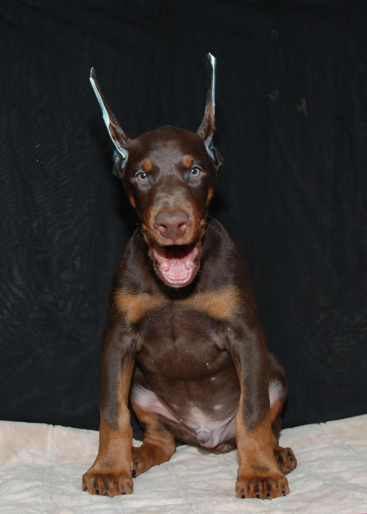 Runner – Doberman Pinscher puppy for sale in Seattle, WA